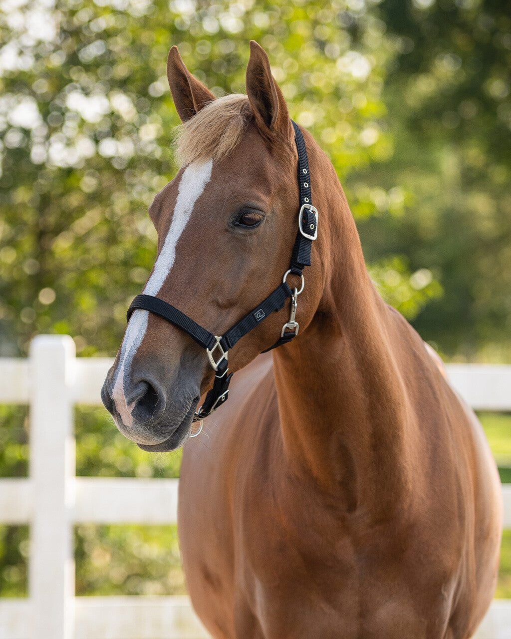 Head collar with lining