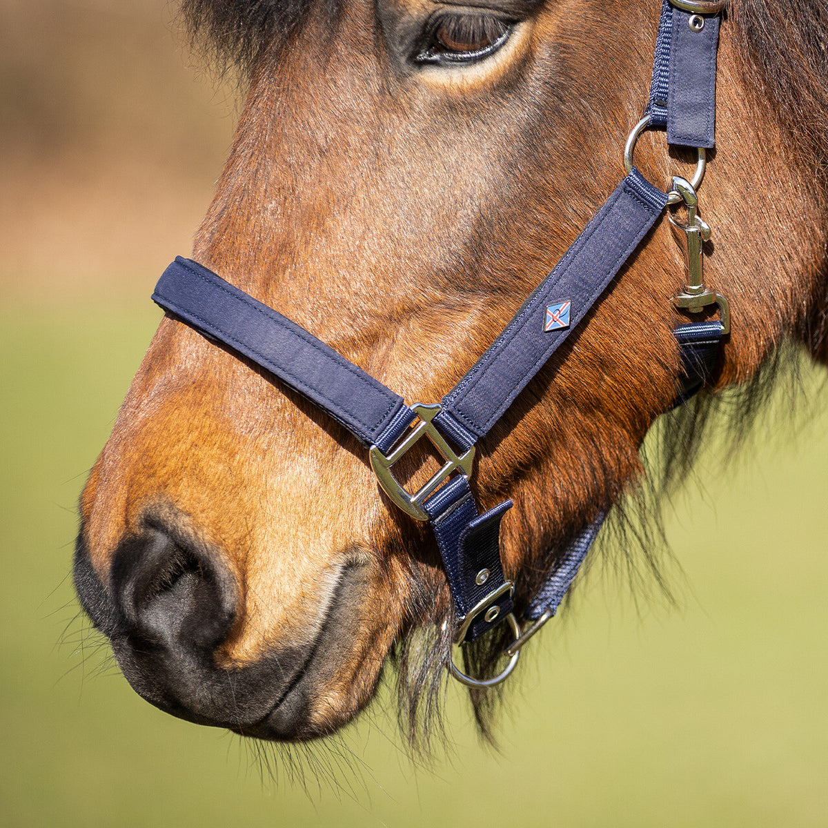 Head collar Fjara Icelandic