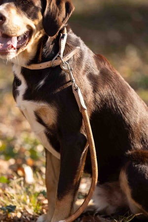 Dog collar Anam Cara rope 1000 brandy / S: 1,2 cm