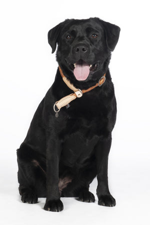 Dogs training collar Anam Cara rope 1000 brandy / S: 1,2 cm