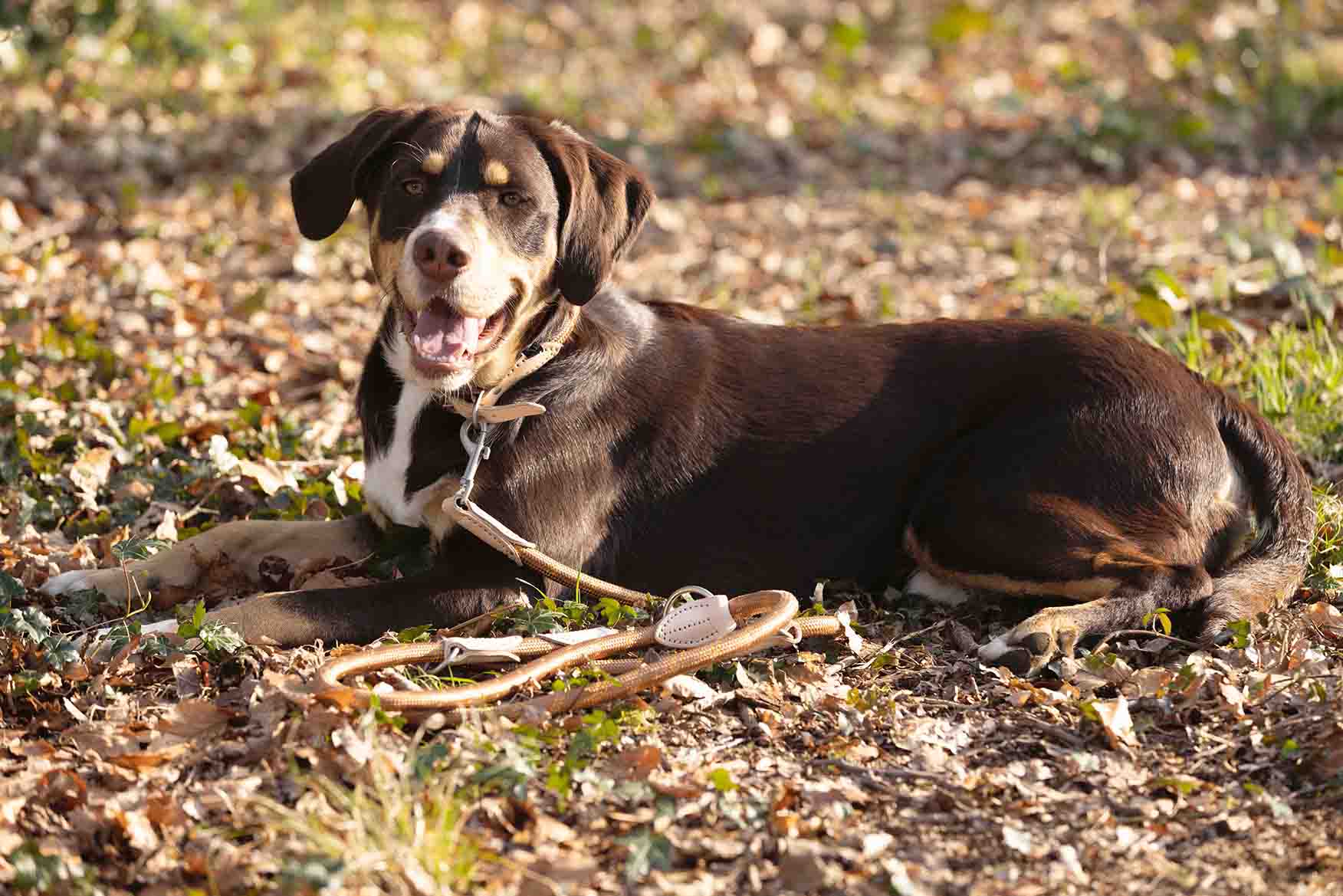 Dogs trainings leash Anam Cara rope 1000 brandy / S