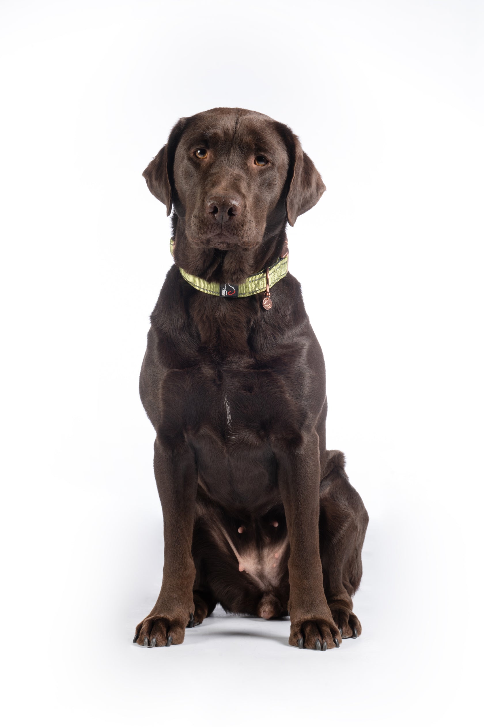 Dog collar -Ida- nylon 5100 pistachio / M/L