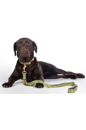 Dogs trainings leash -Qooper- nylon 5100 pistachio / L