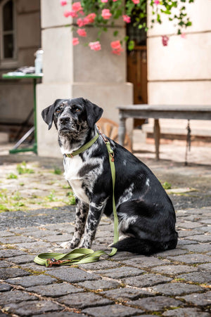 Dogs trainings leash -Qooper- nylon 5100 pistachio / L