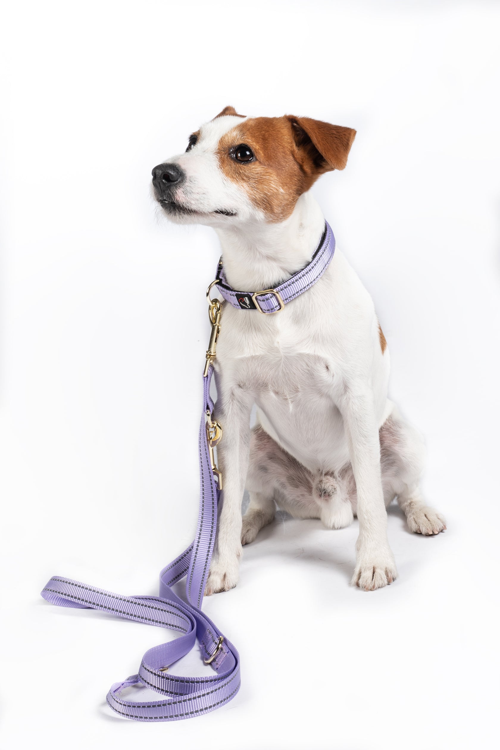 Dogs trainings leash -Qooper- nylon 8156 lavender / L