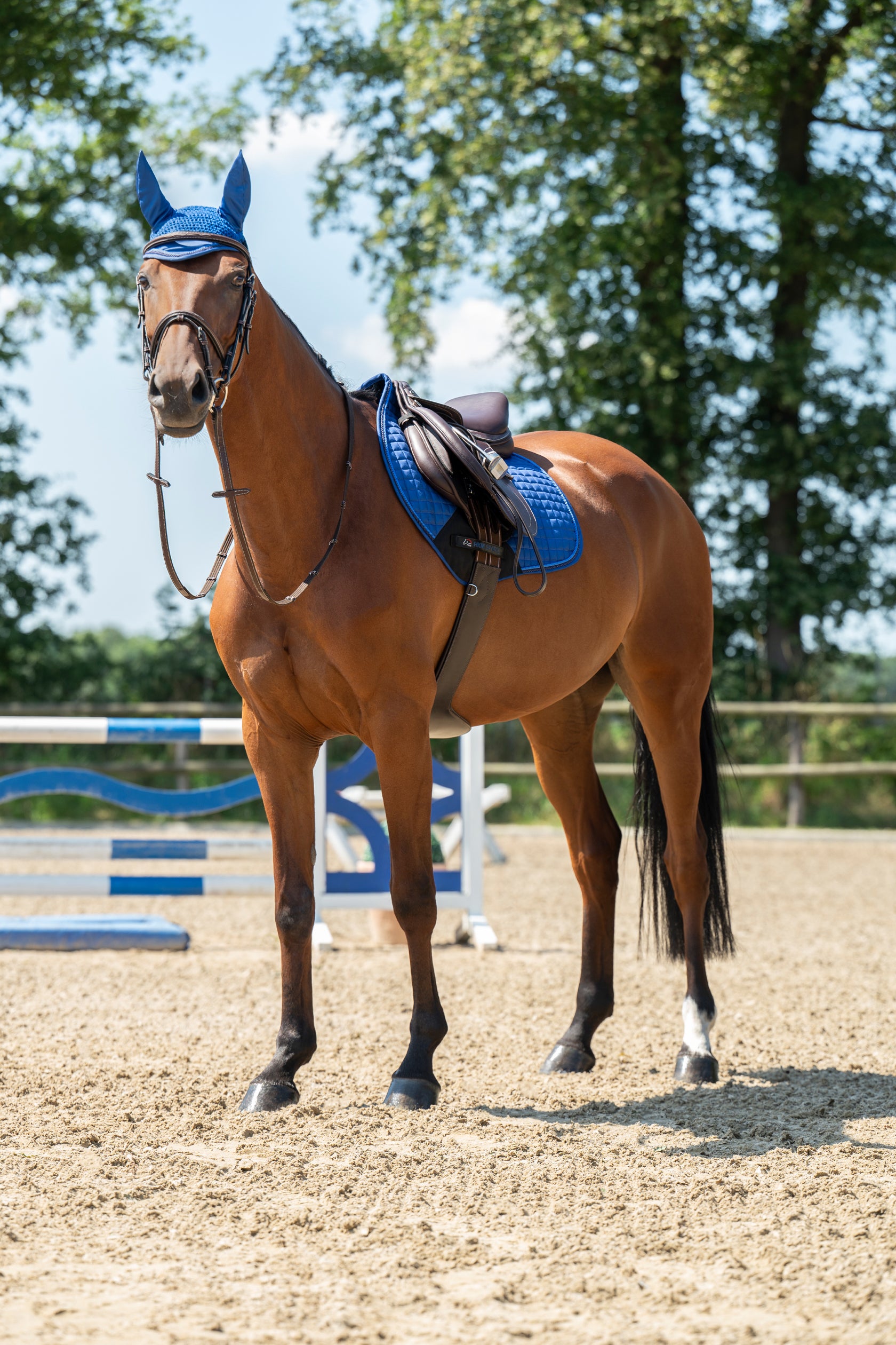 Saddle cloth -Essentials- 6801 royal blue / Pony dressage