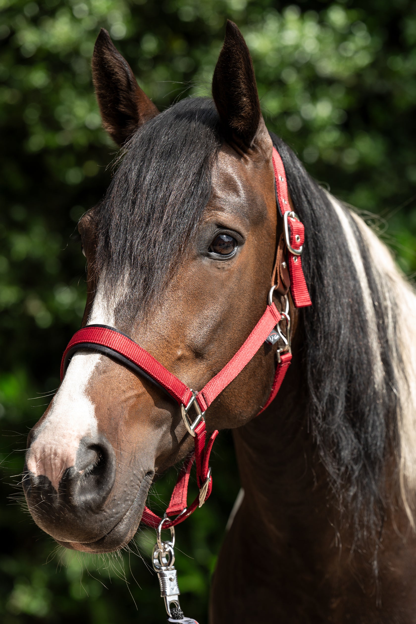 Head collar -Breakaway 2- 3000 red / Full