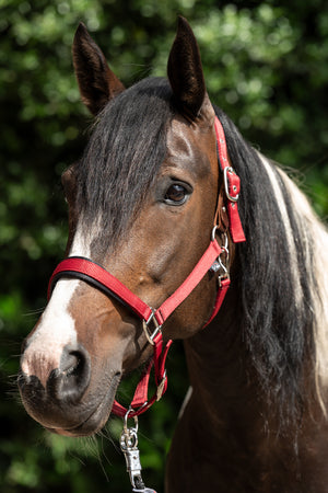Head collar -Breakaway 2- 3000 red / Full