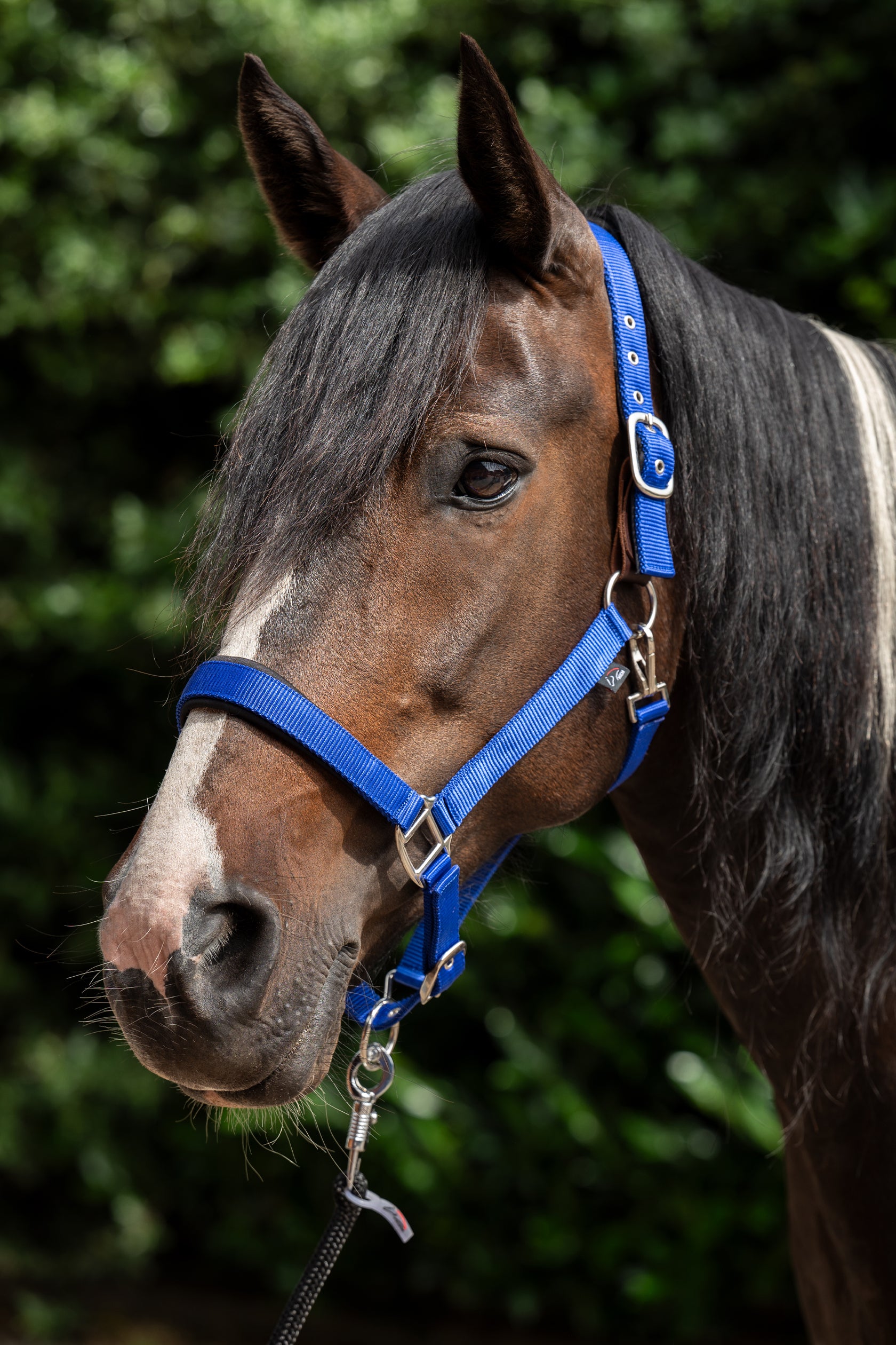 Head collar -Breakaway 2- 6801 royal blue / Full