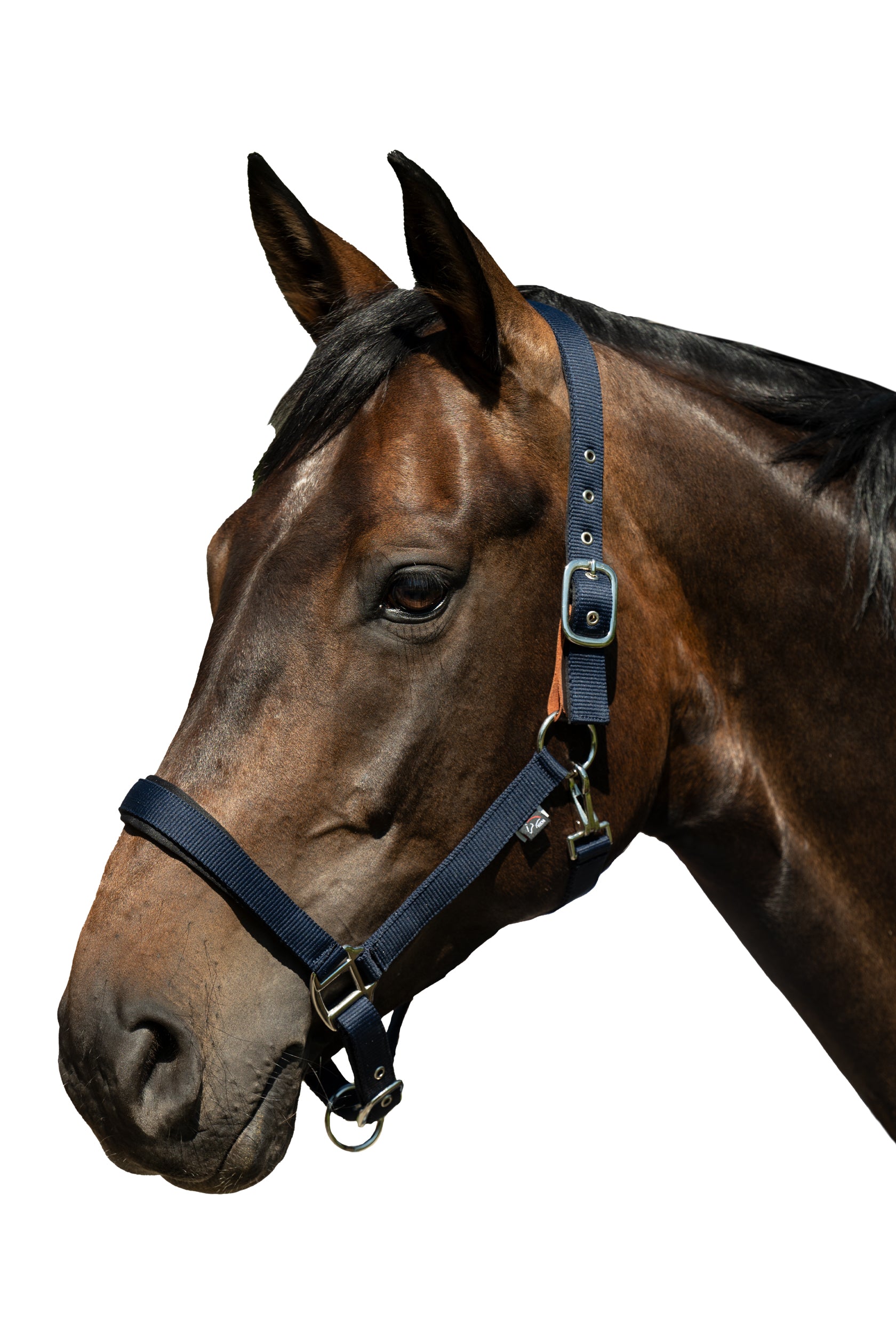 Head collar -Breakaway 2- 6900 deep blue / Full