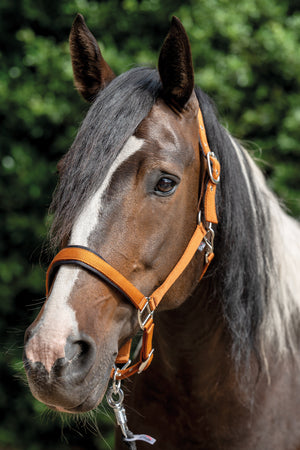 Head collar -Breakaway 2- 8198 copper / Full