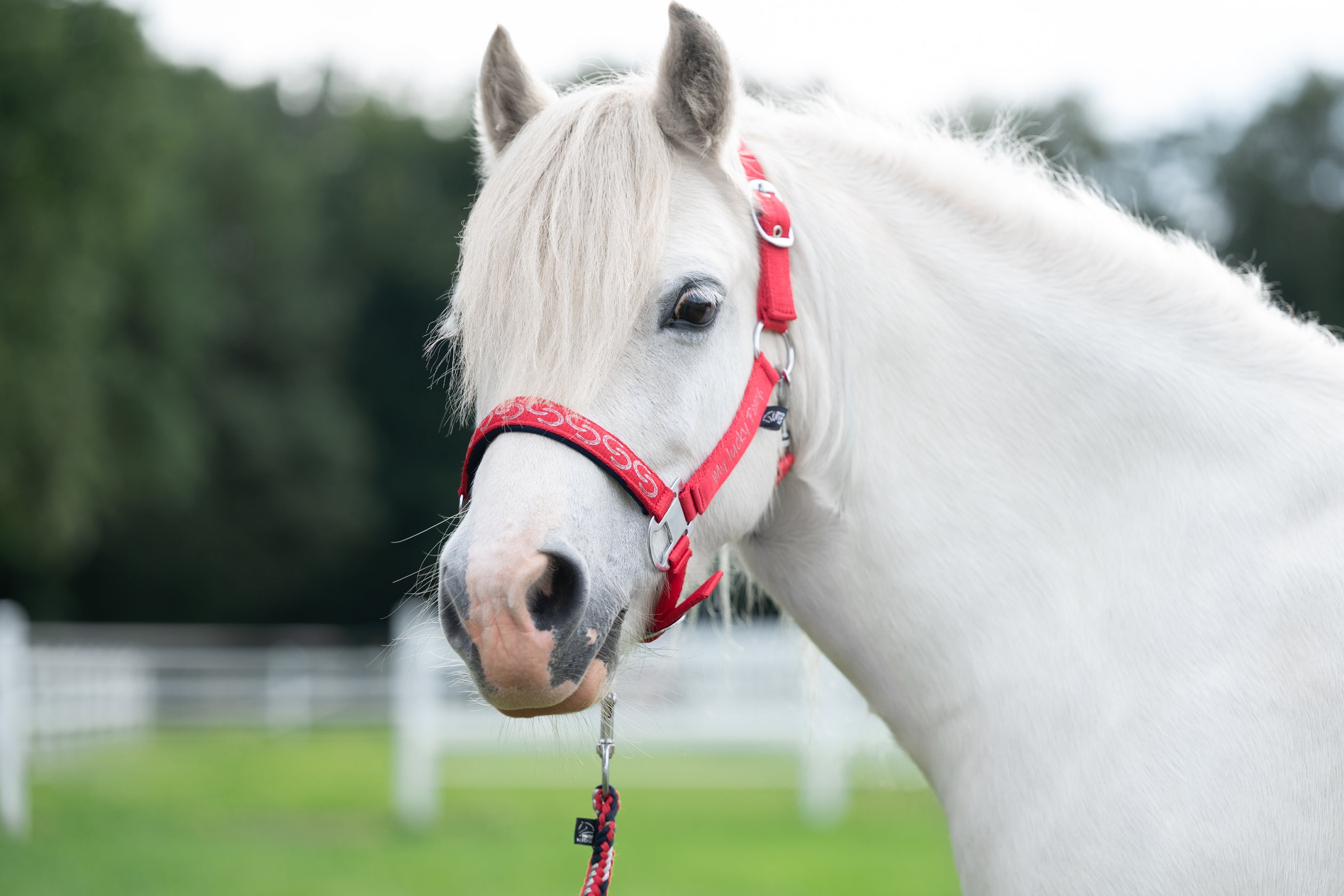 Head collar -Aymee- 3000 red / Minature shetland