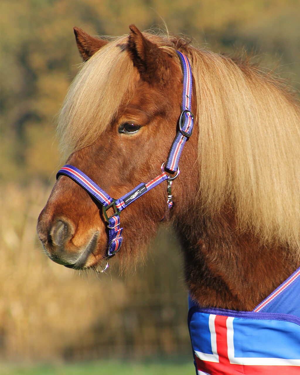 Head collar Icelandic