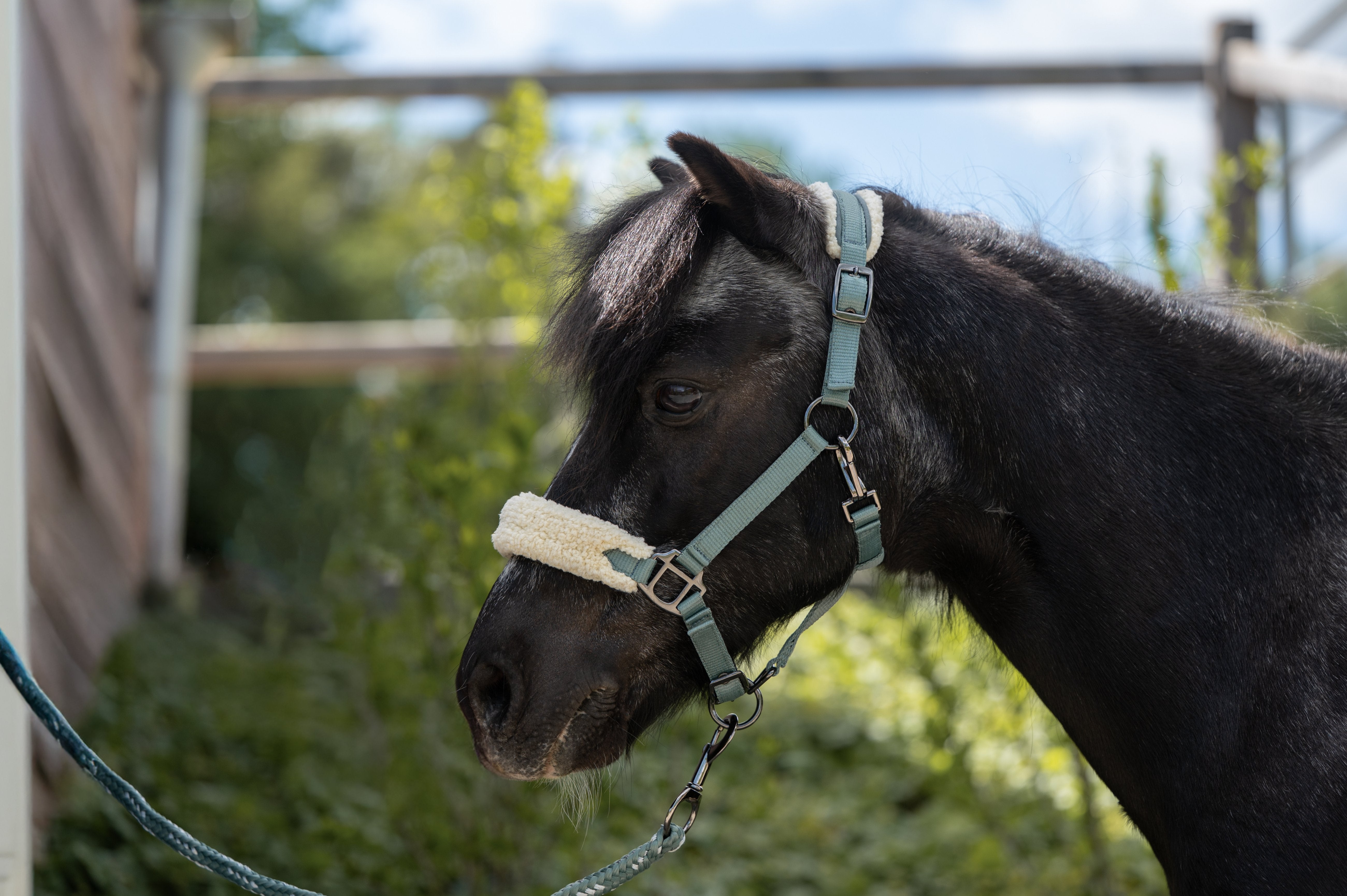 Head collar Mia for shetland ponies 5412 sage / Pony