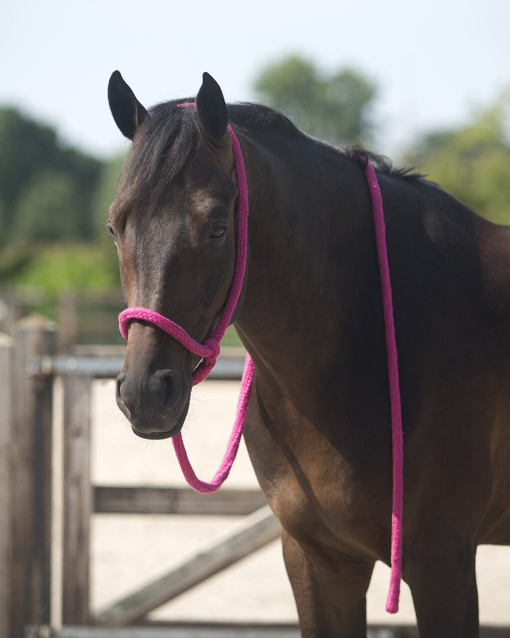 Lead halter