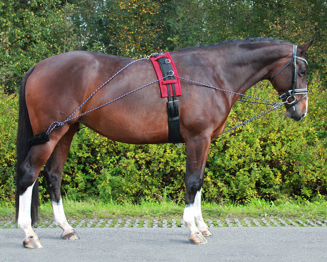 lunging training system