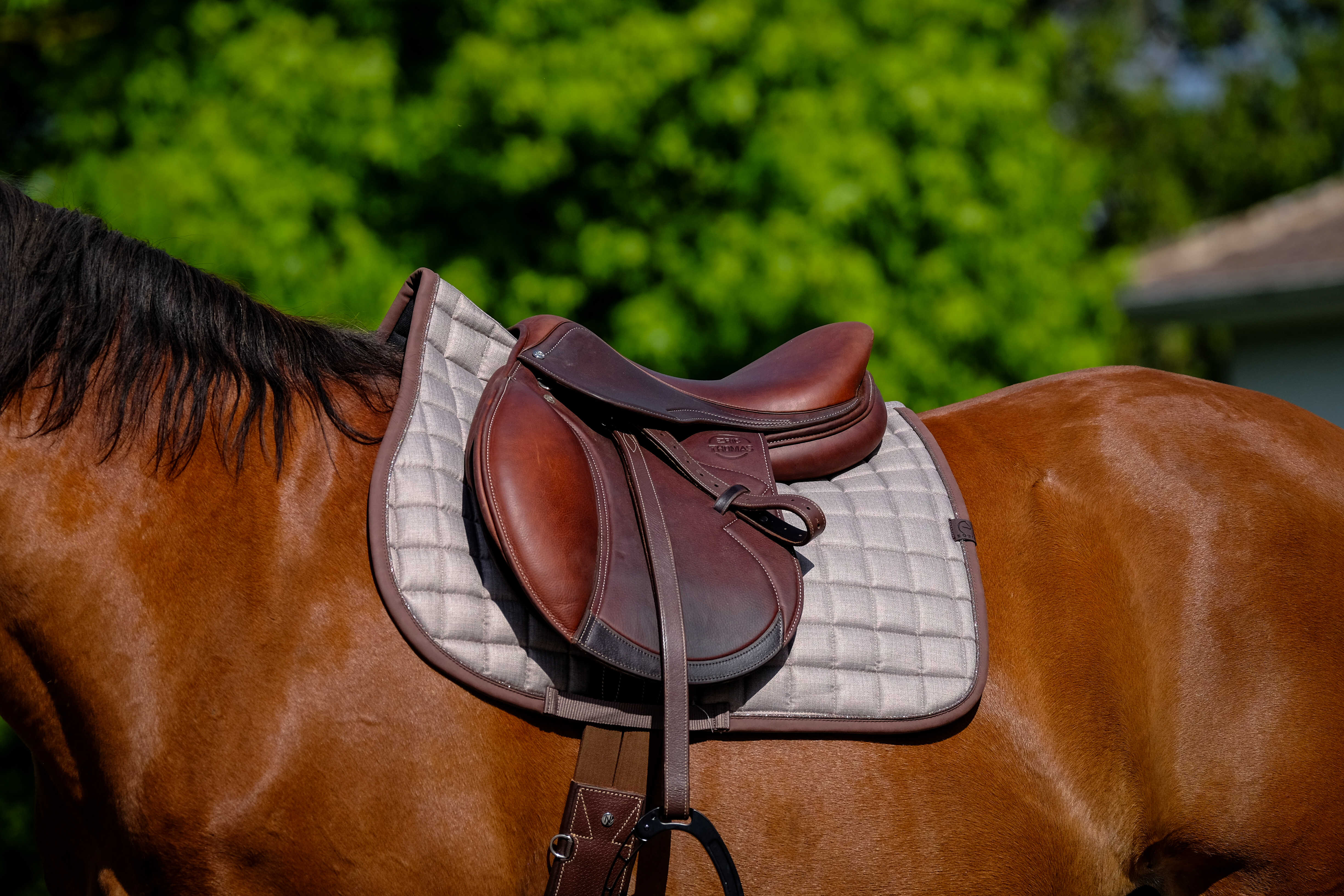 EQUITHÃˆME - Chic - Saddle Pad