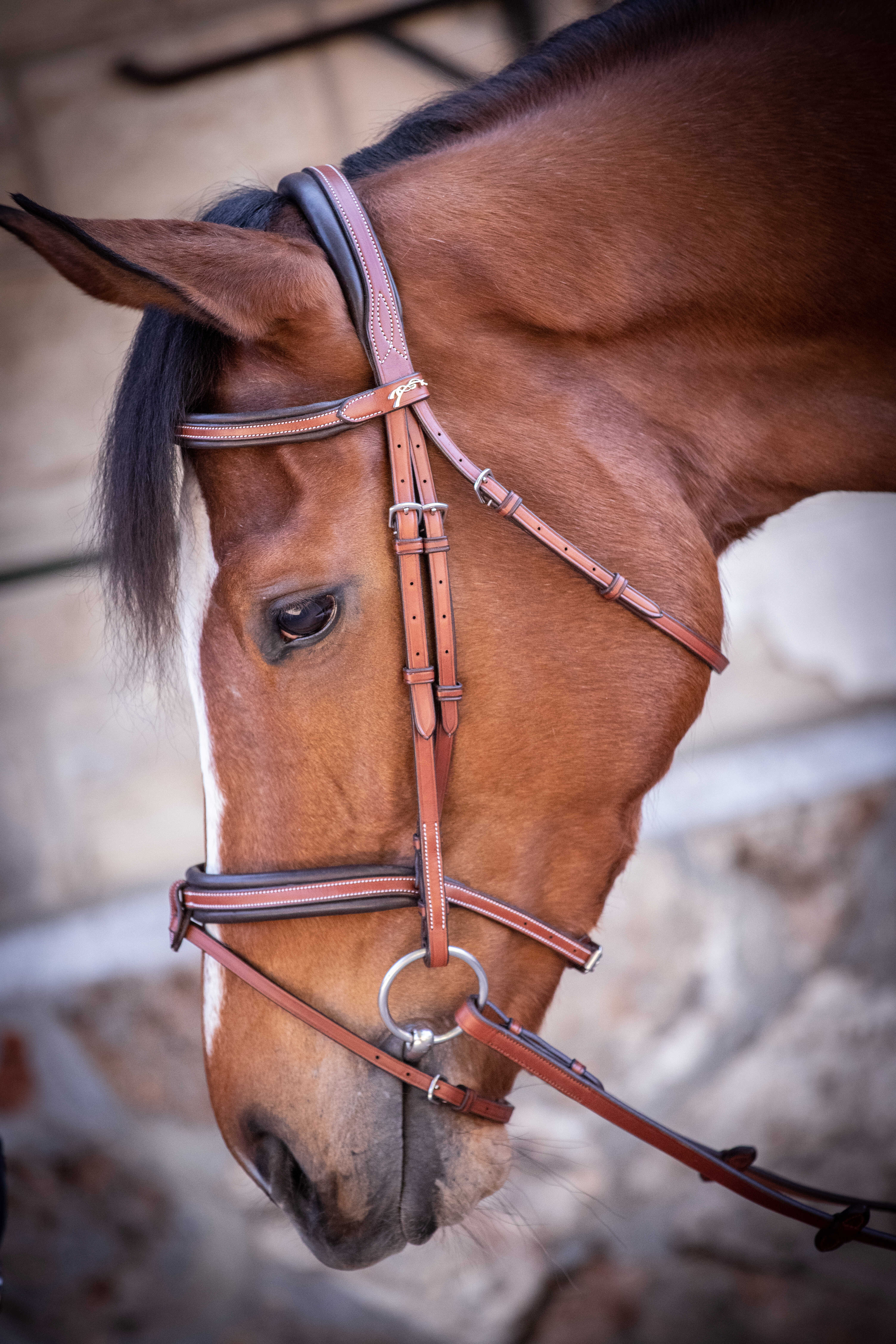 PENELOPE "US" Bridle