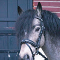 PENELOPE "Eden" Bridle