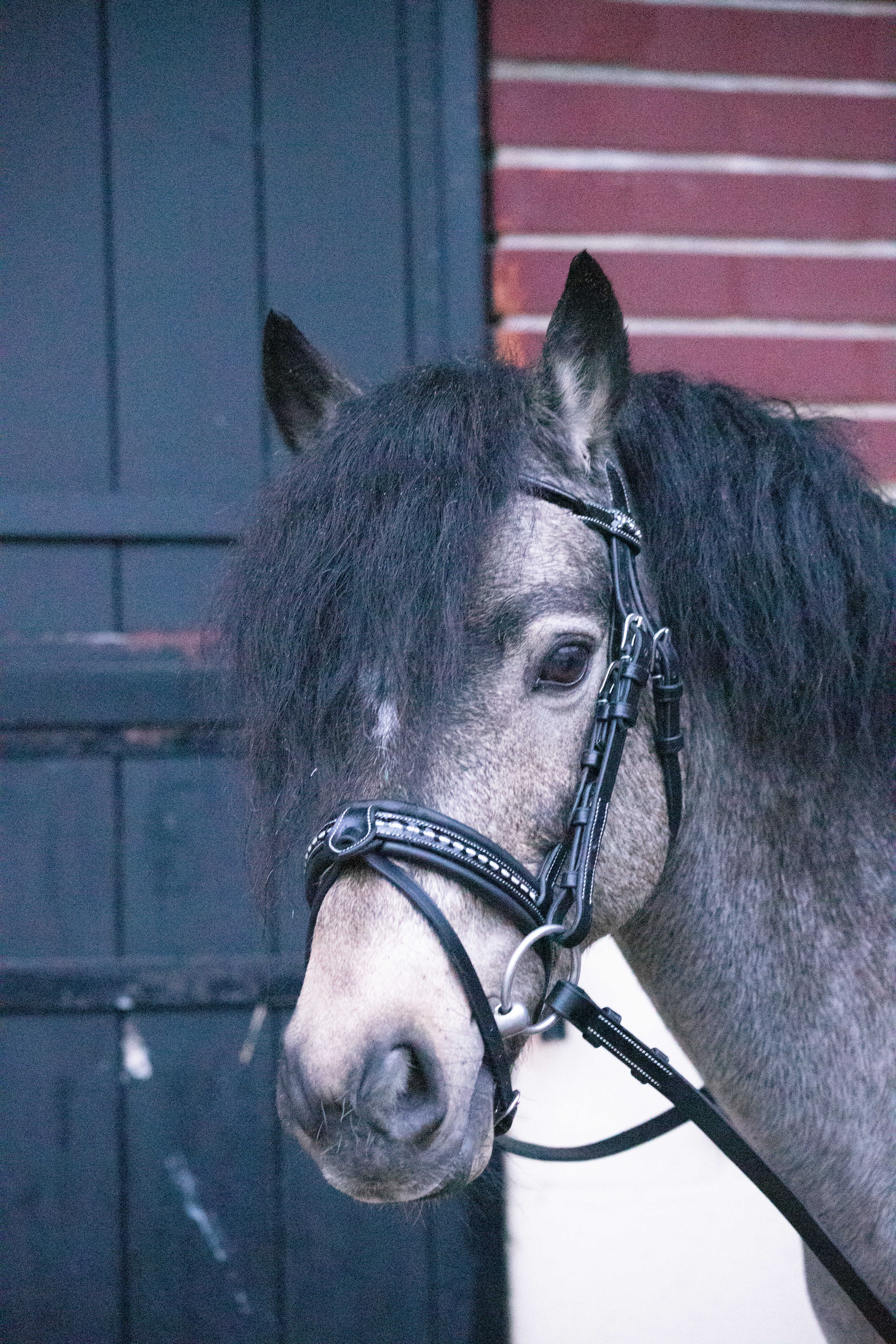 PENELOPE "Eden" Bridle