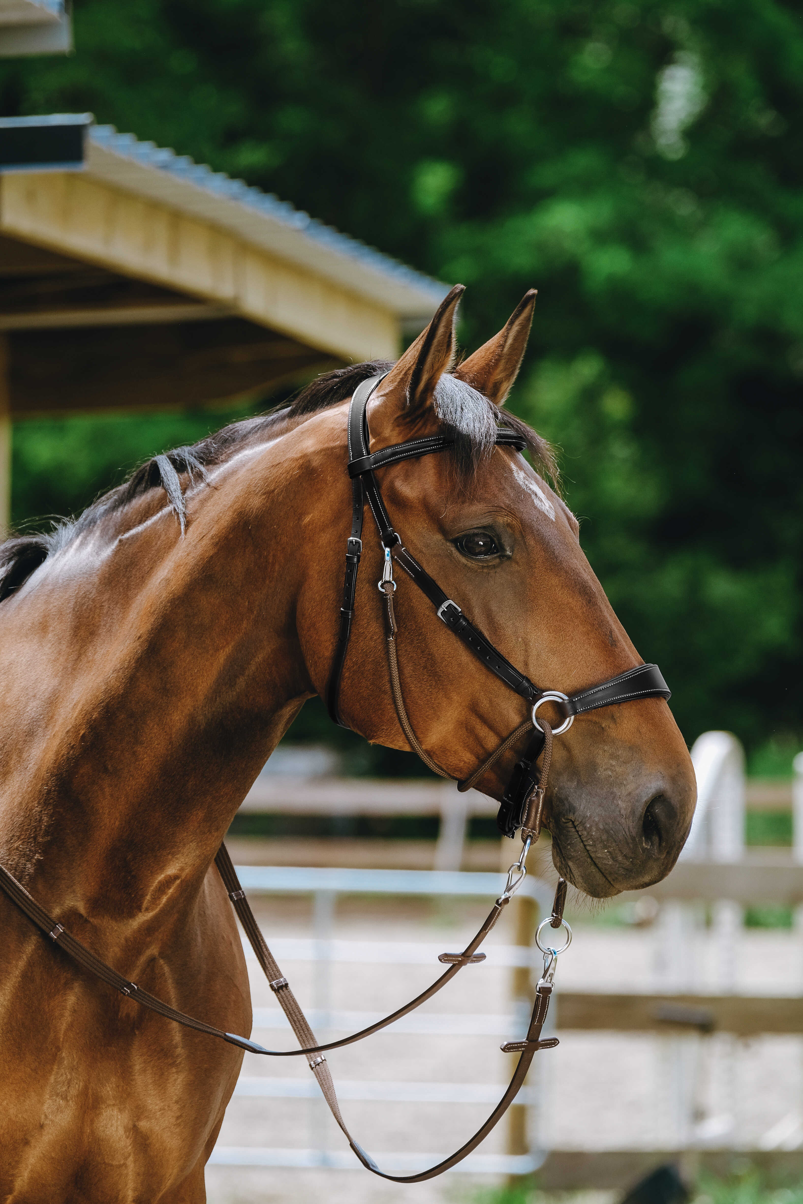 NORTON Bridle Bitless