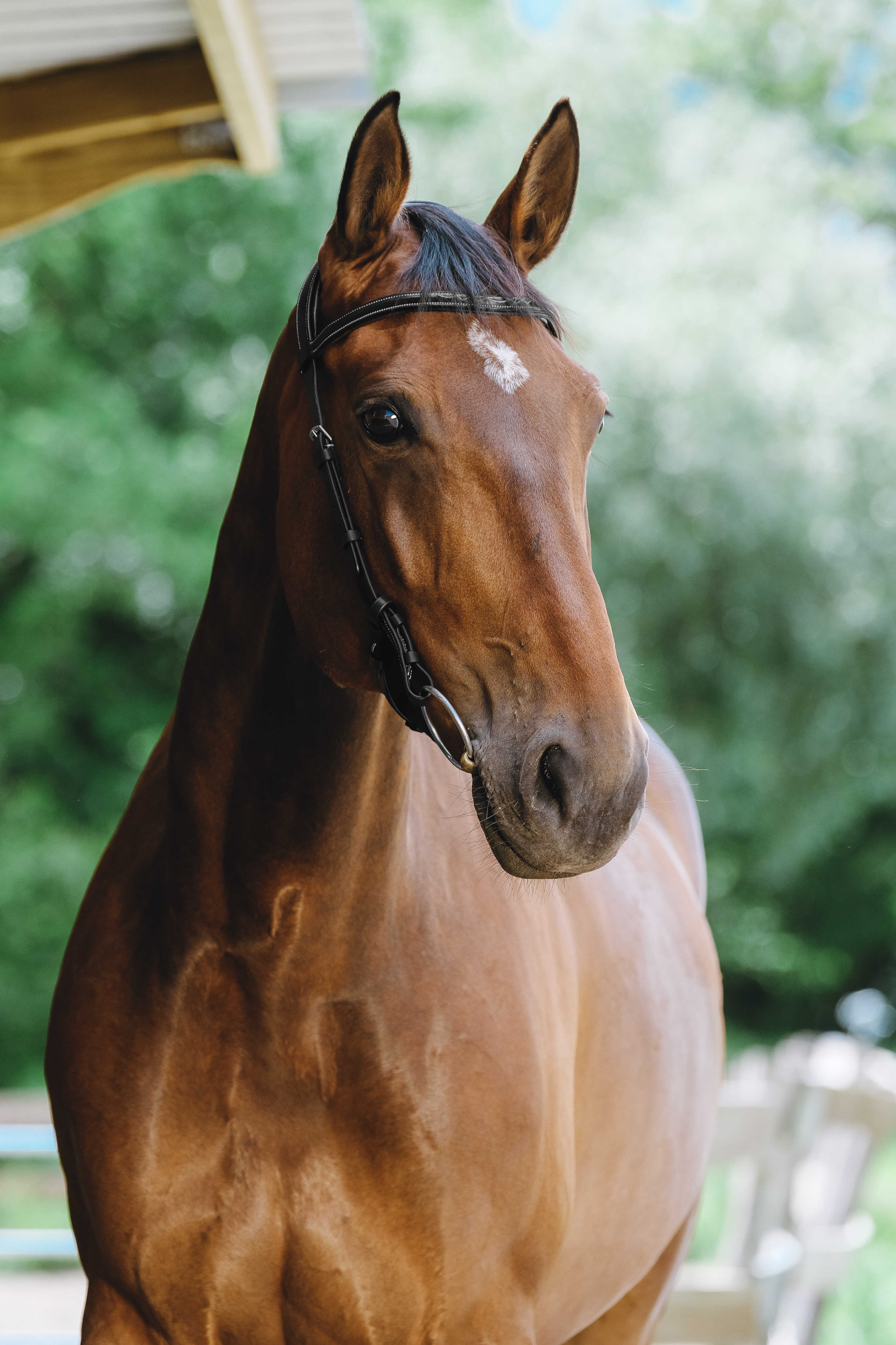 NORTON - Freedom - Bridle