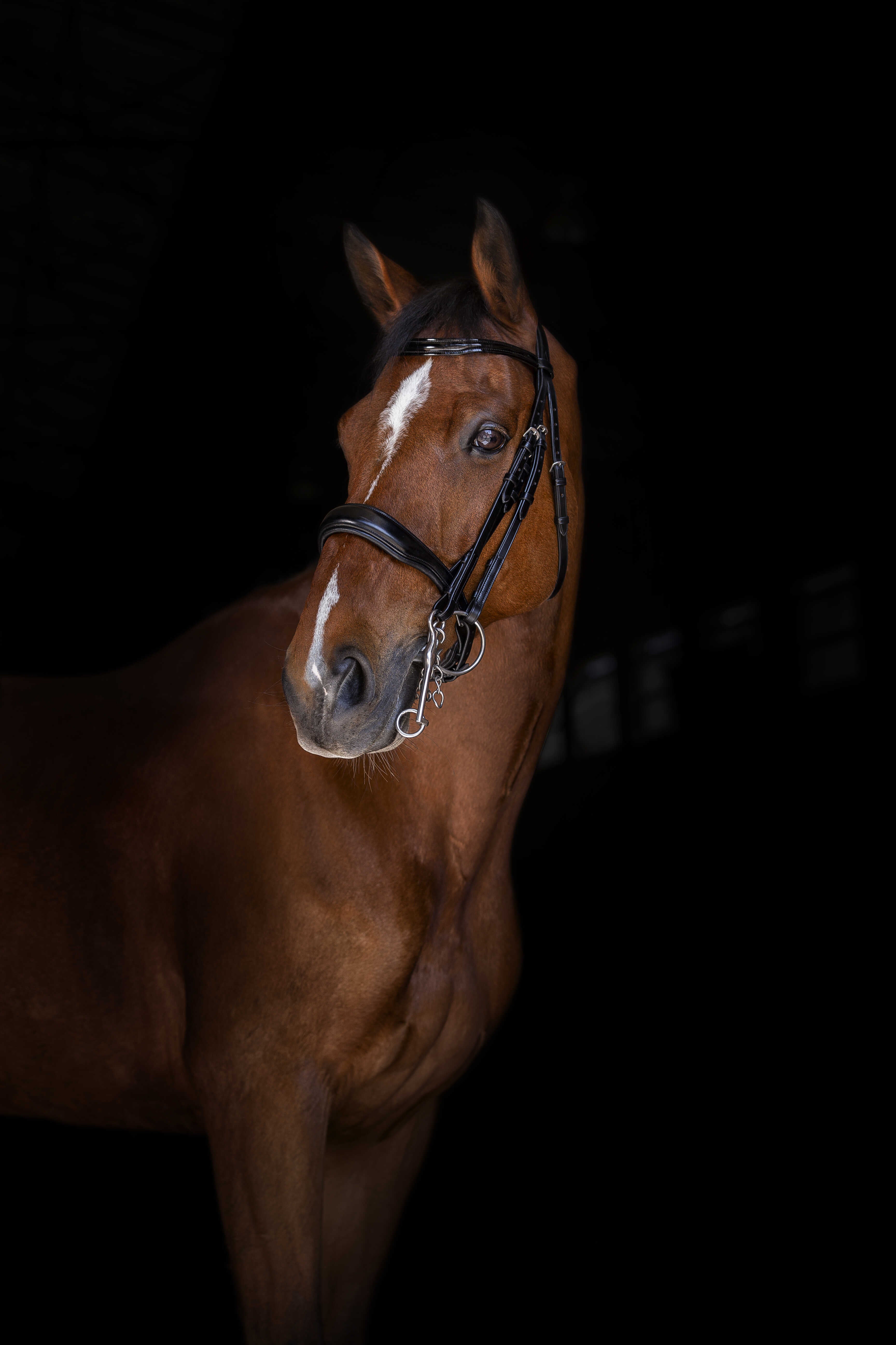 ERIC THOMAS ELITE Weymouth bridle