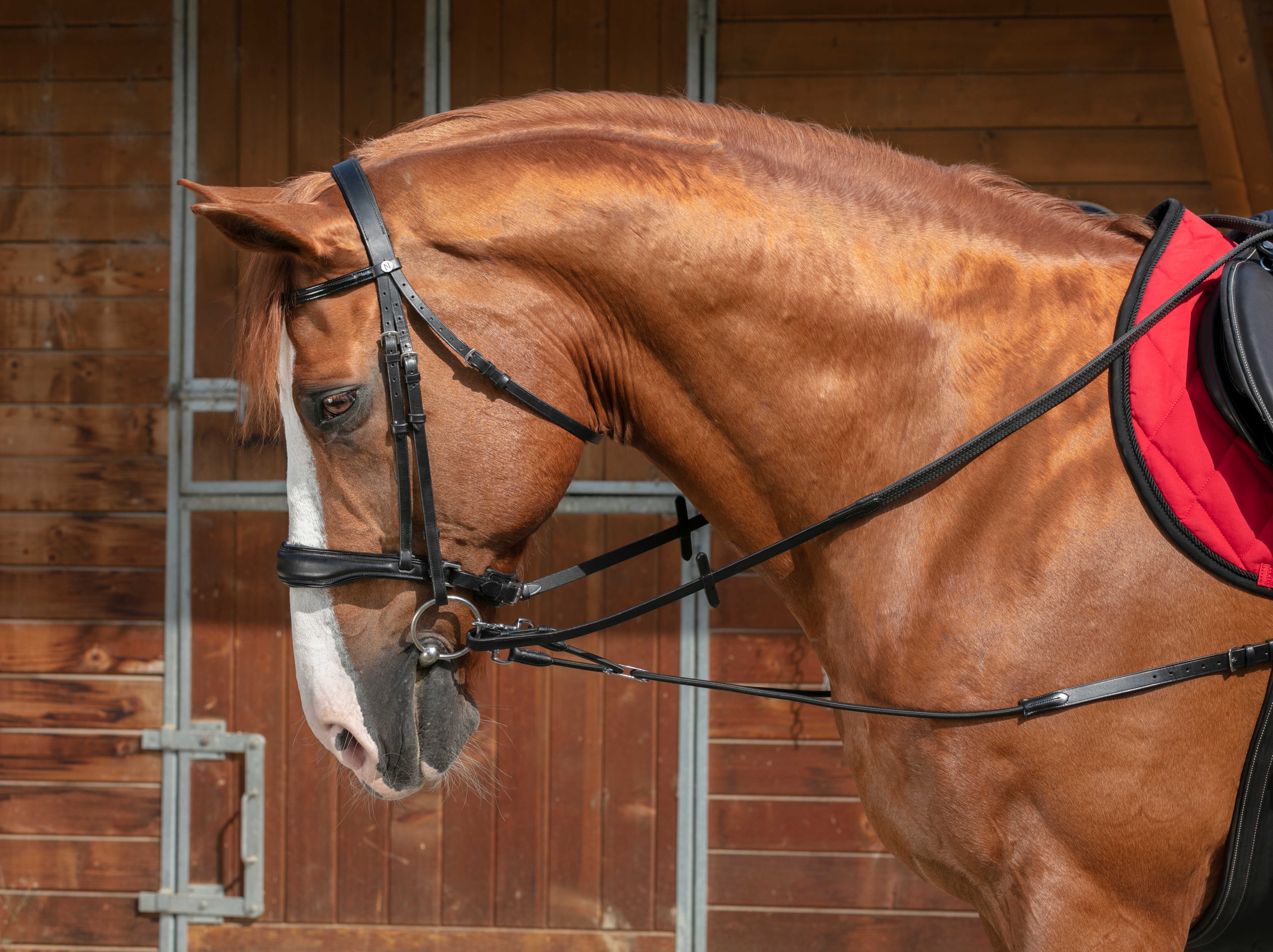 NORTON PRO Short elastic side Reins with pulleys