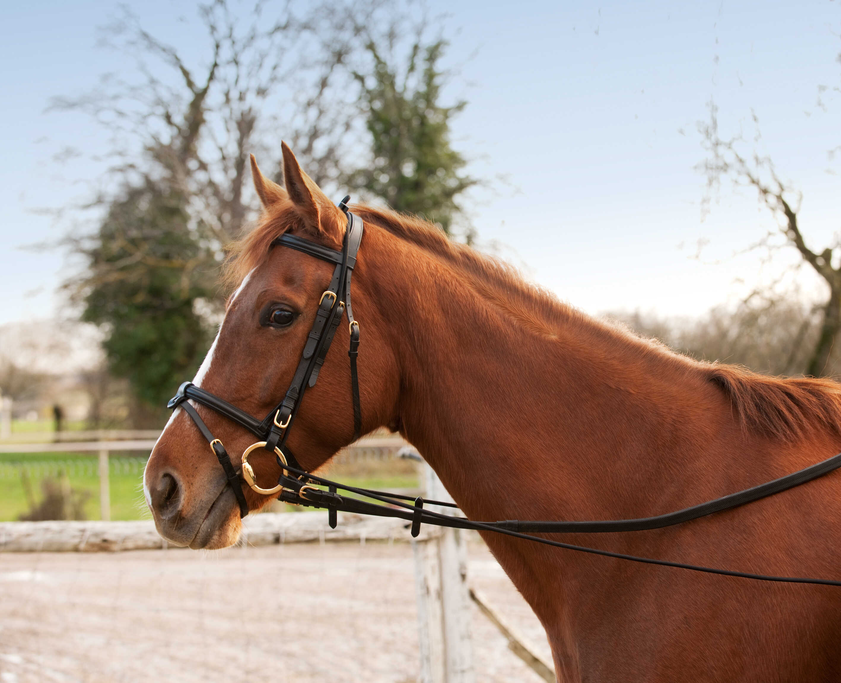 NORTON Elastic Training Reins