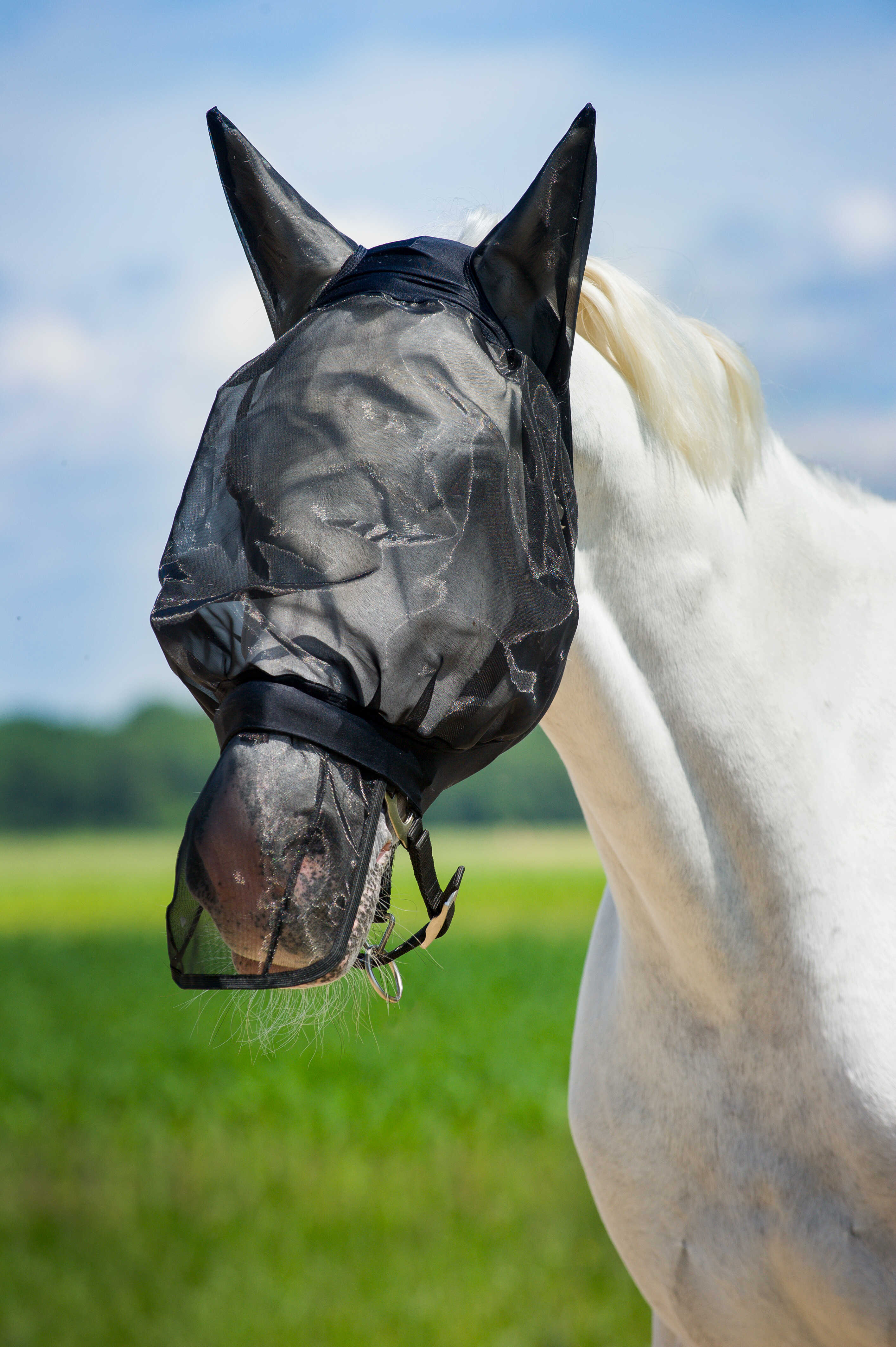 NORTON anti-fly mesh nose protector