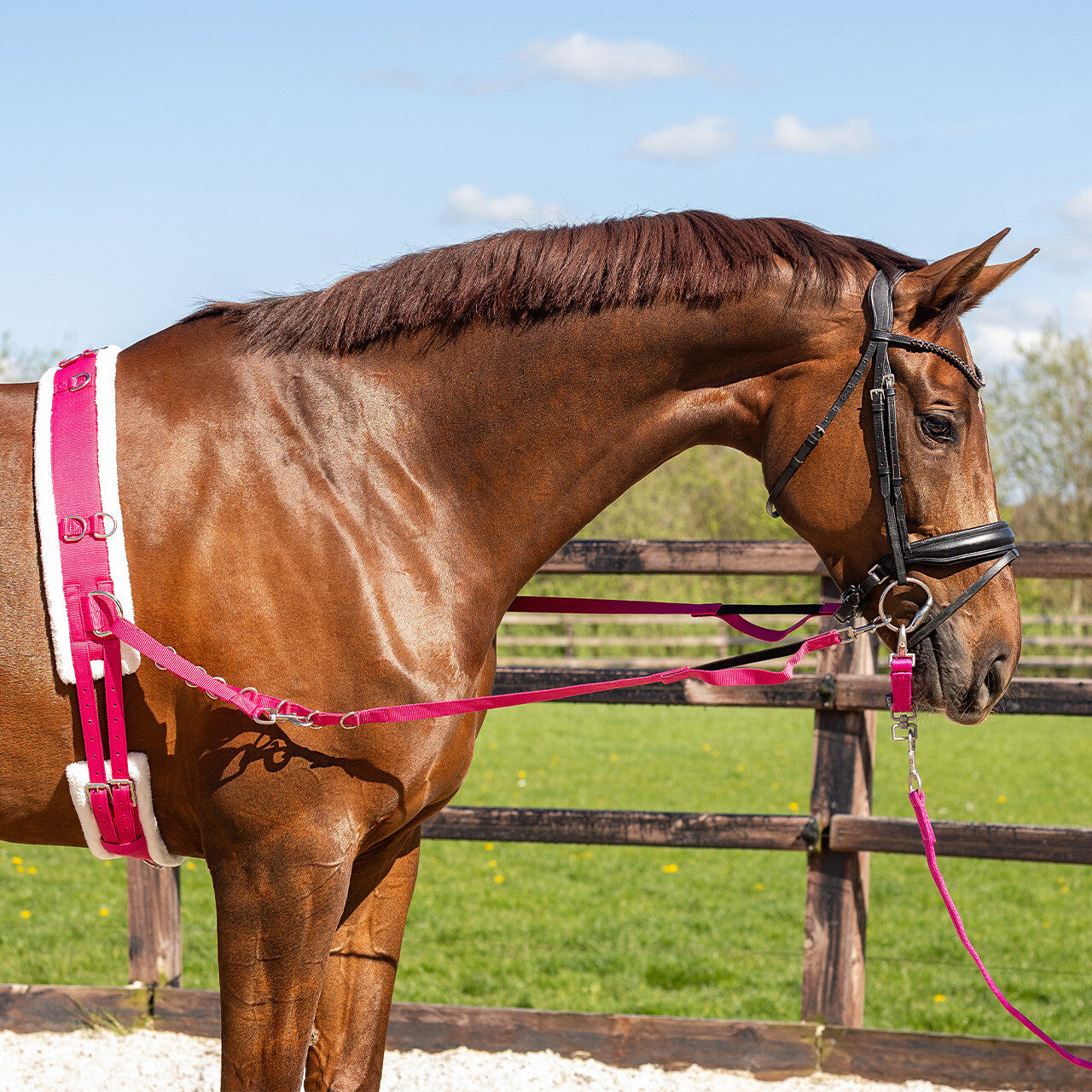 Lunging girth Color