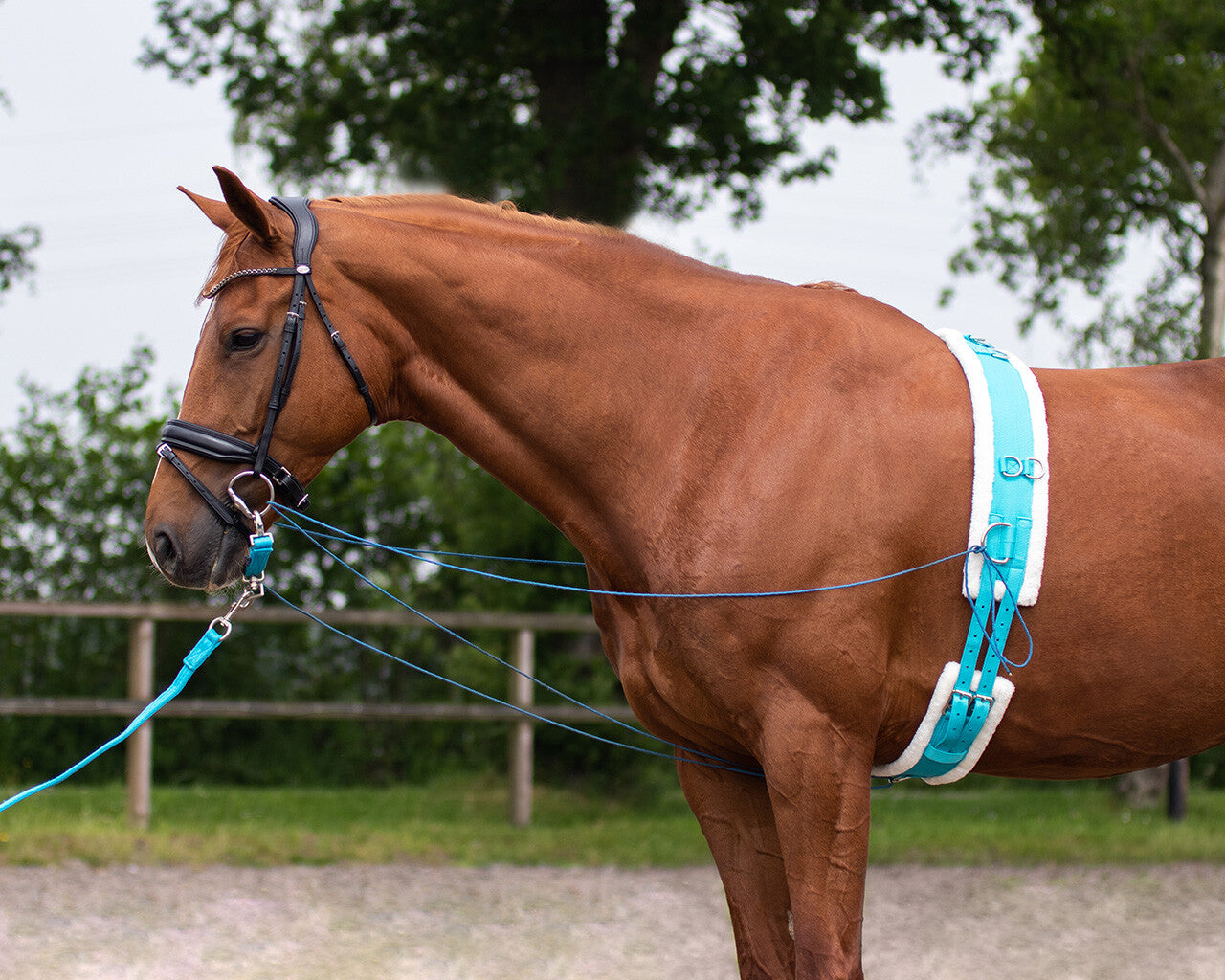 Lunging girth Color