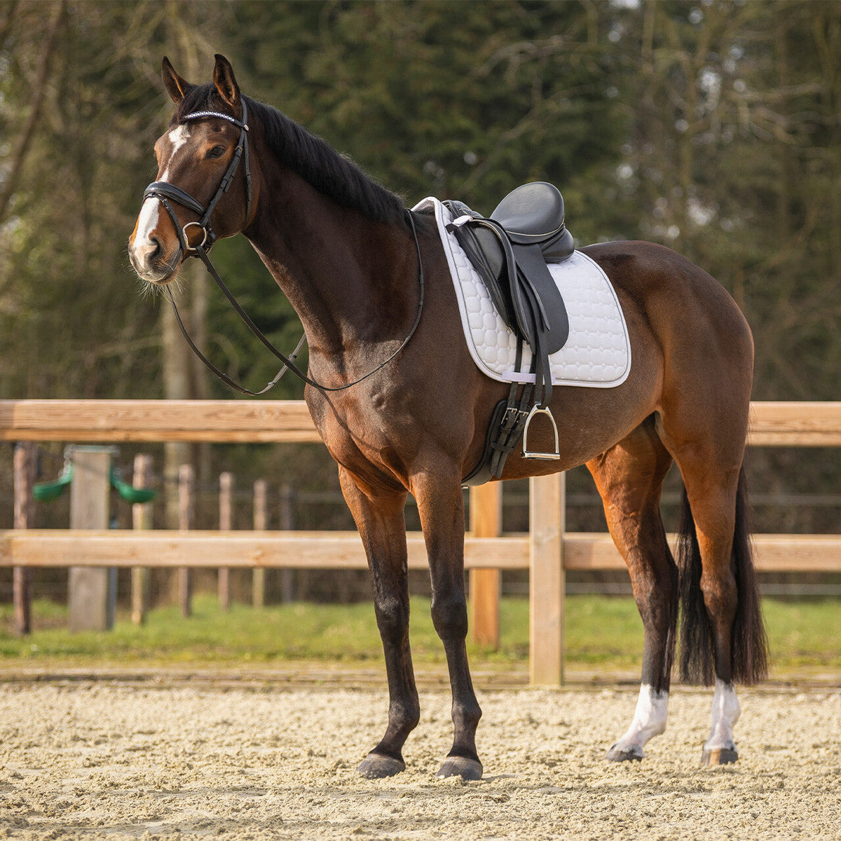 Saddle pad Firenze