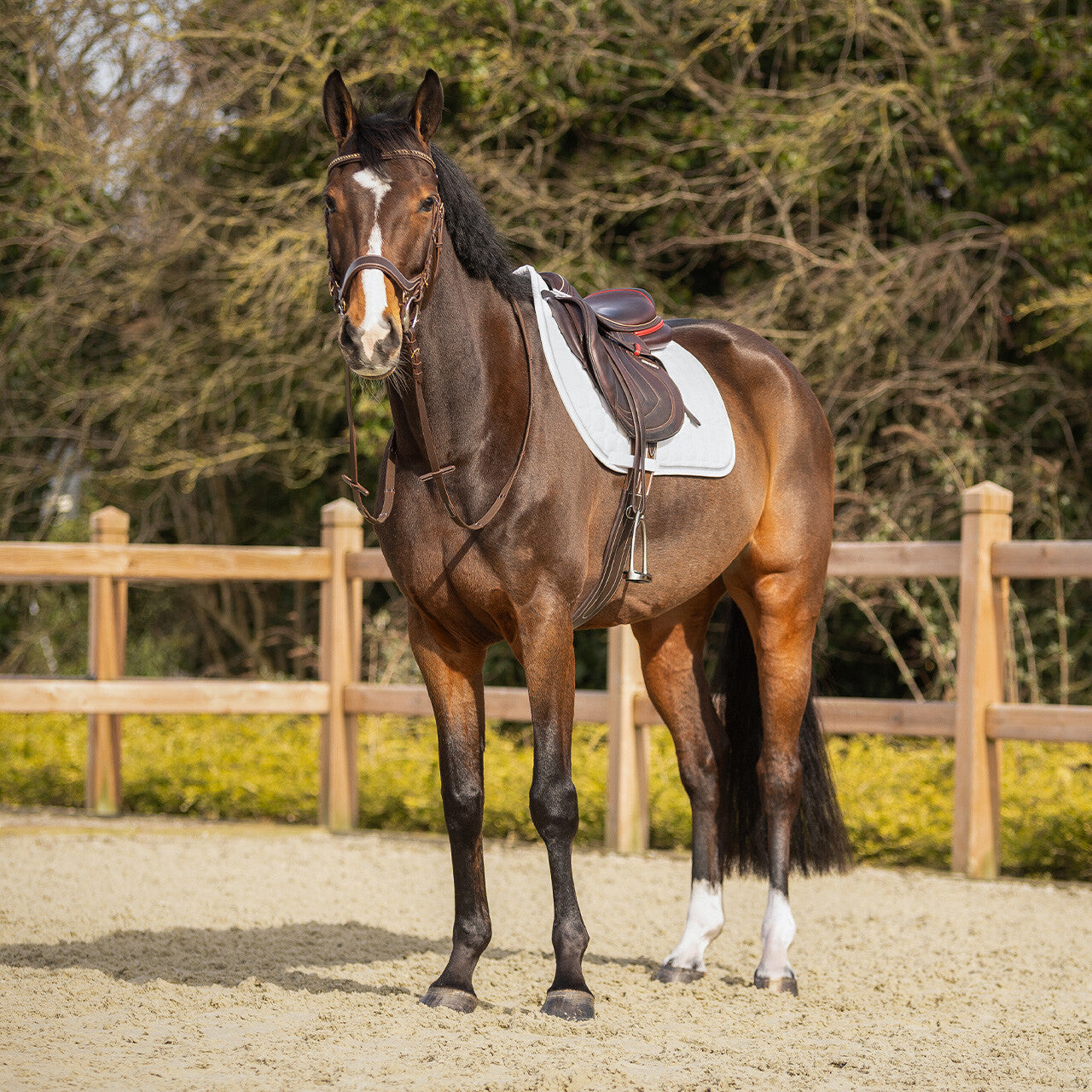 Saddle pad Firenze