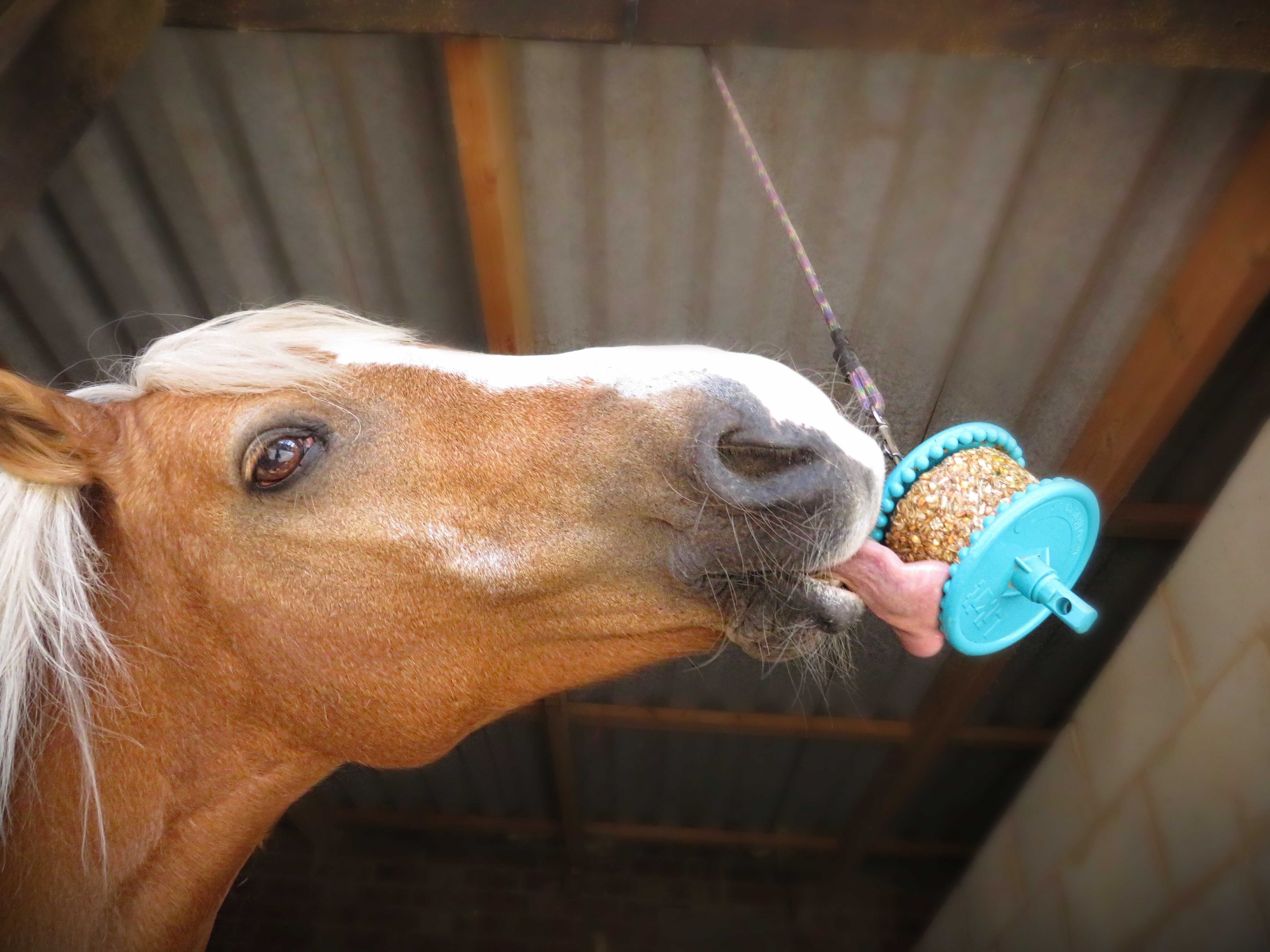 Treats LIKIT - Granola