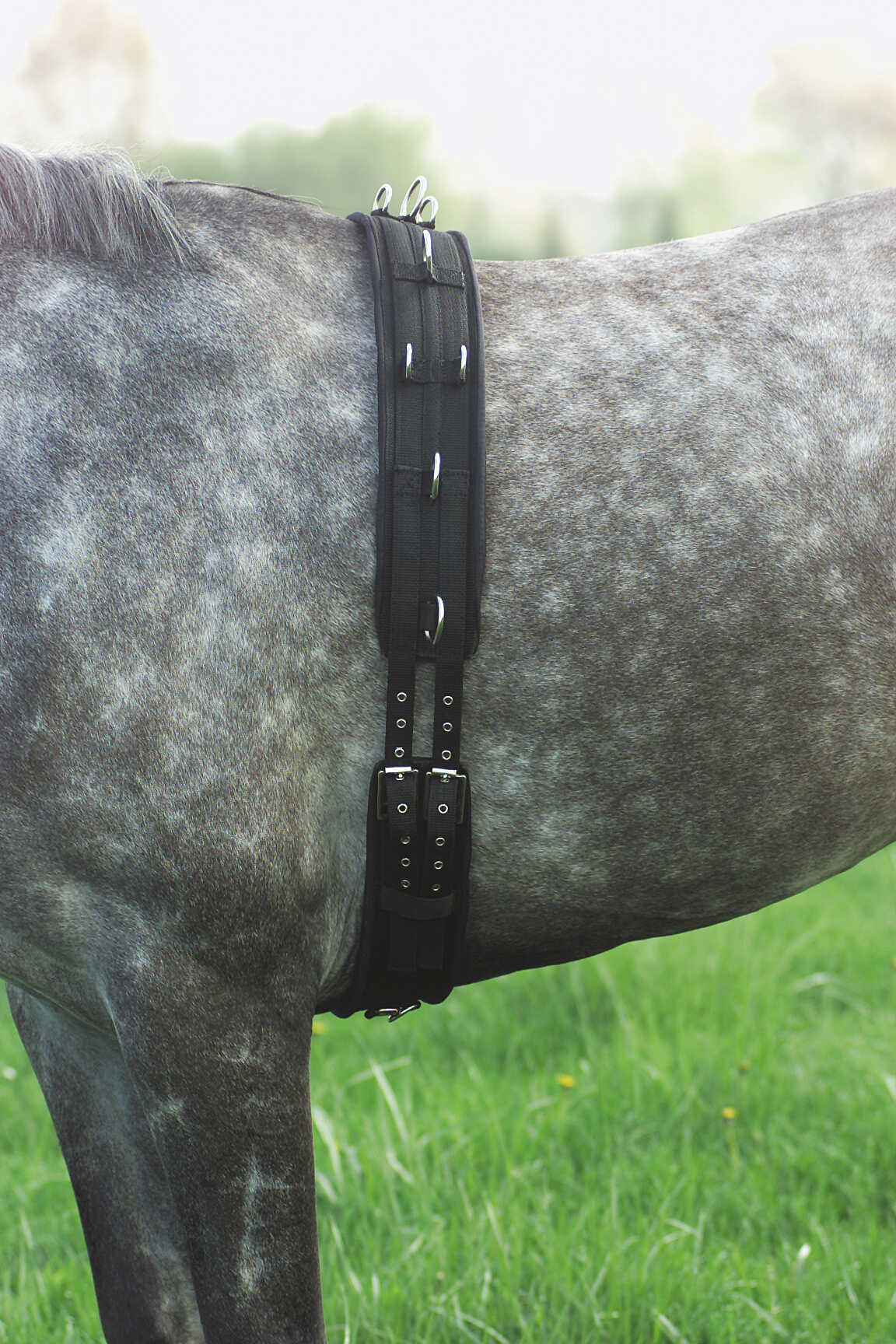 NORTON Synthetic Lunging Surcingle