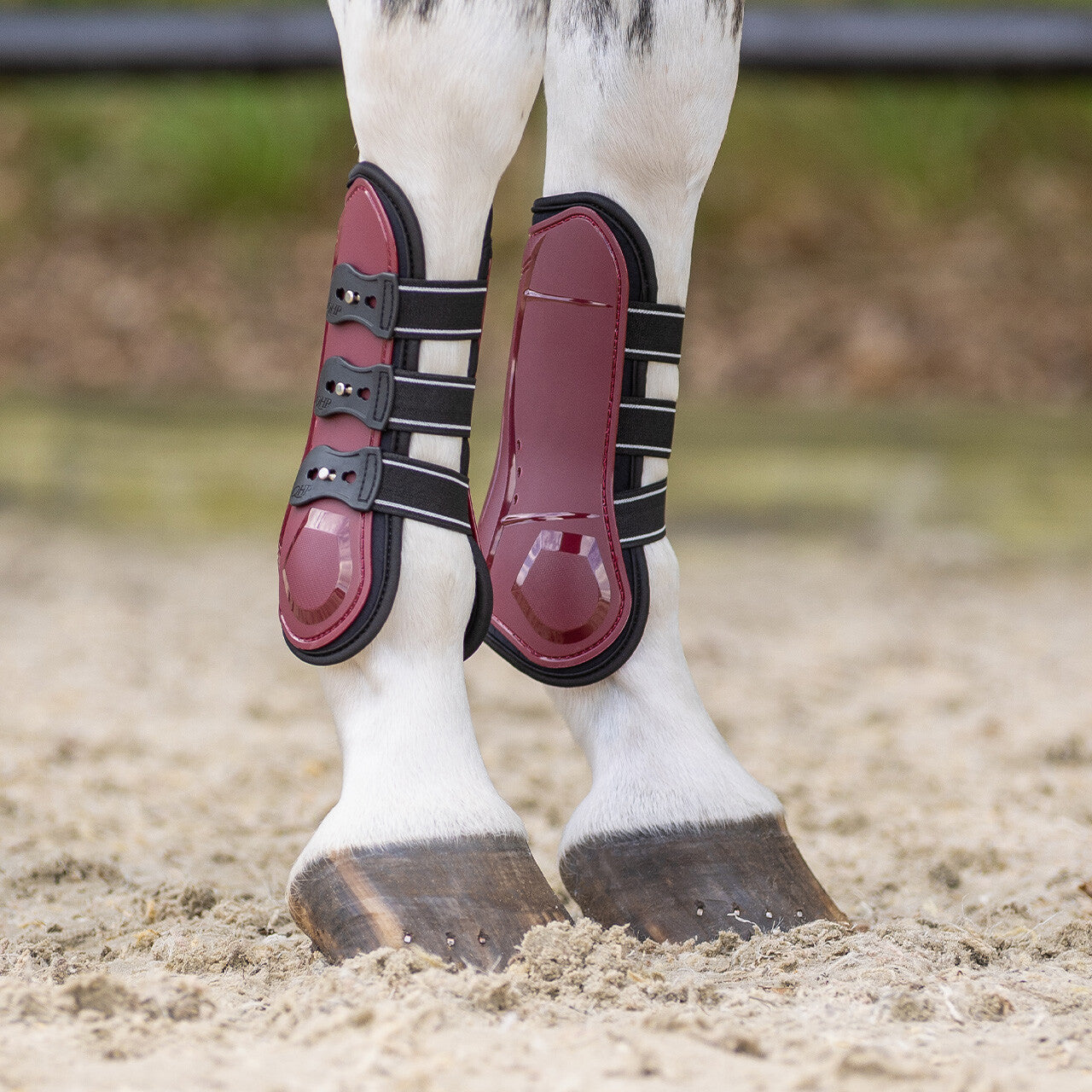 Tendon boots Champion