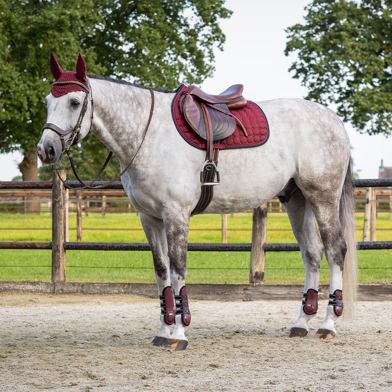 Tendon boots Champion