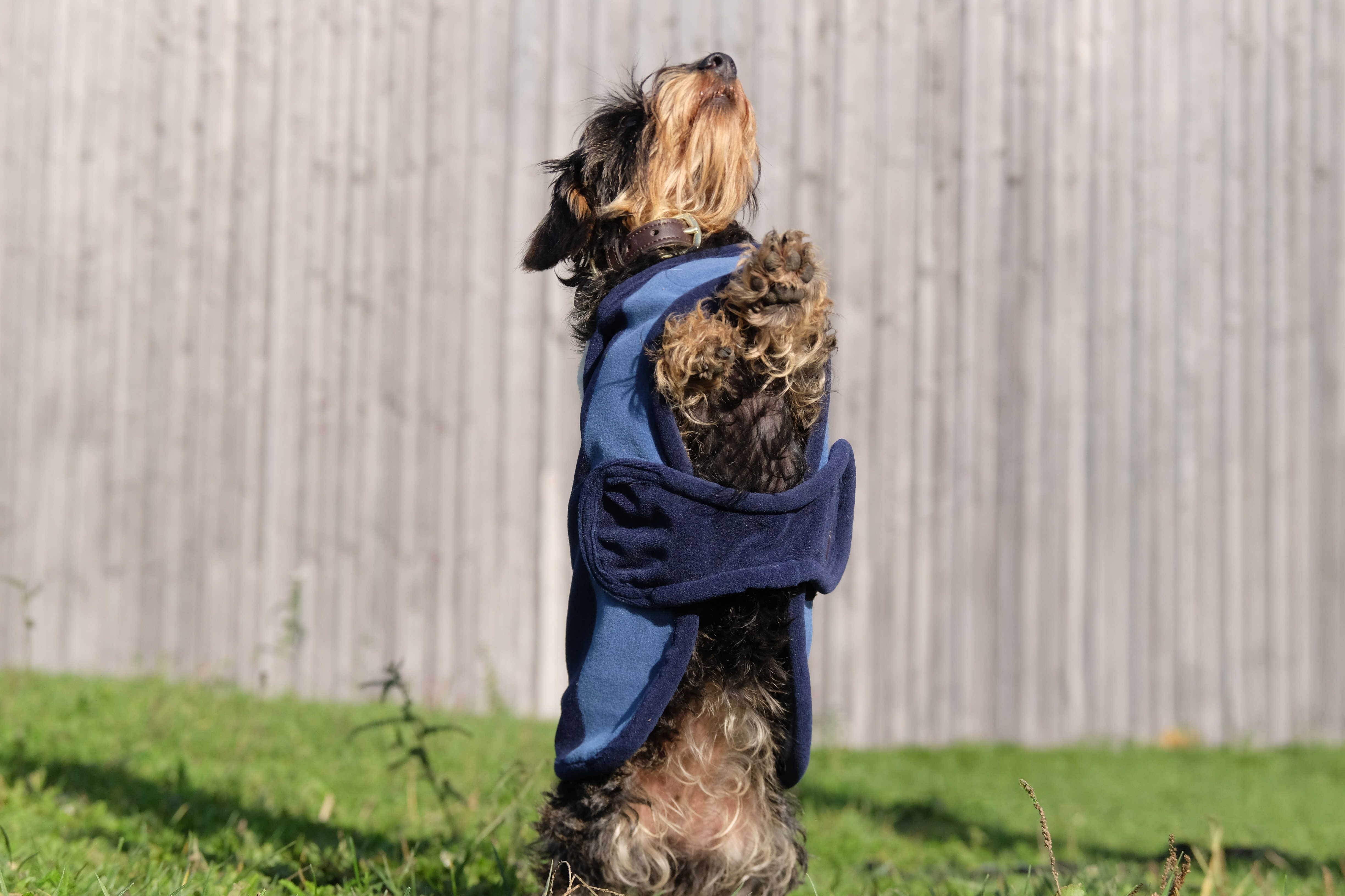 EQUITH ME - Confortec - Dog rug