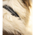 PENELOPE "Point Sellier" Dog collar