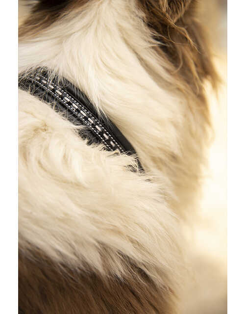PENELOPE "Point Sellier" Dog collar
