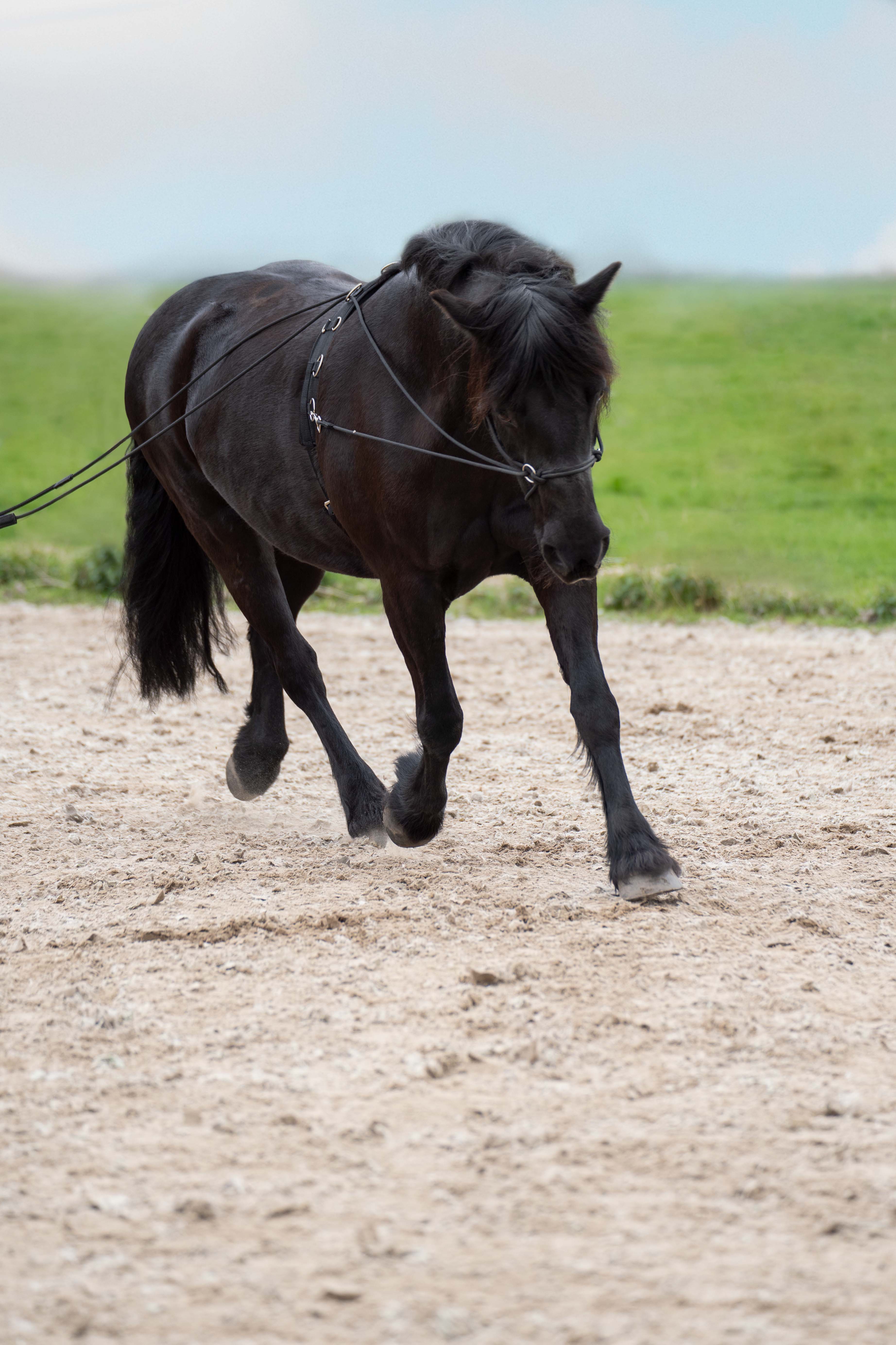 Double lunging rein IRHFree Ride