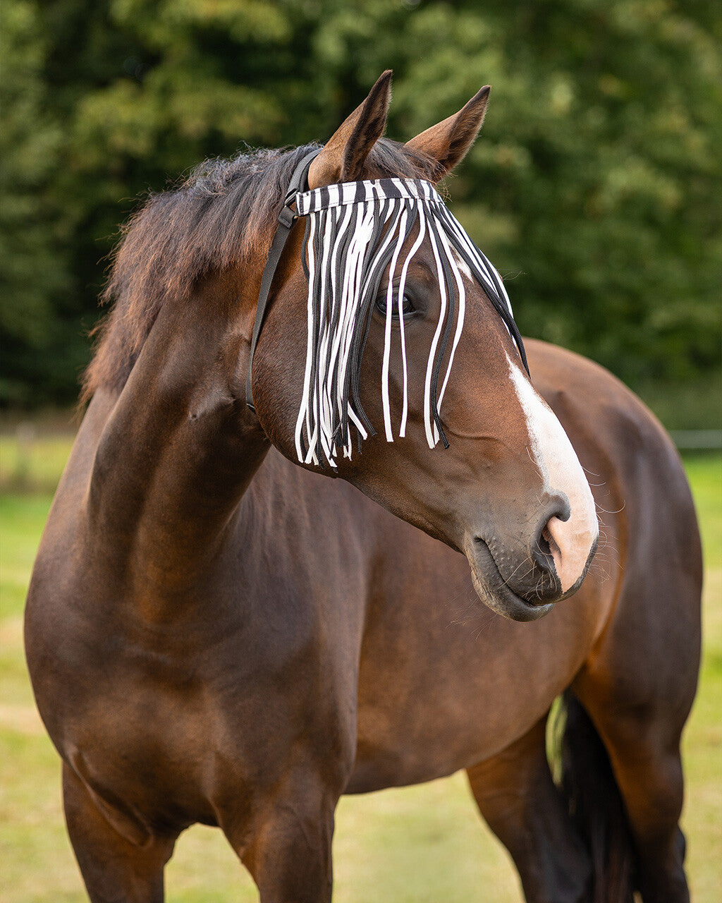 Fly fringe extra