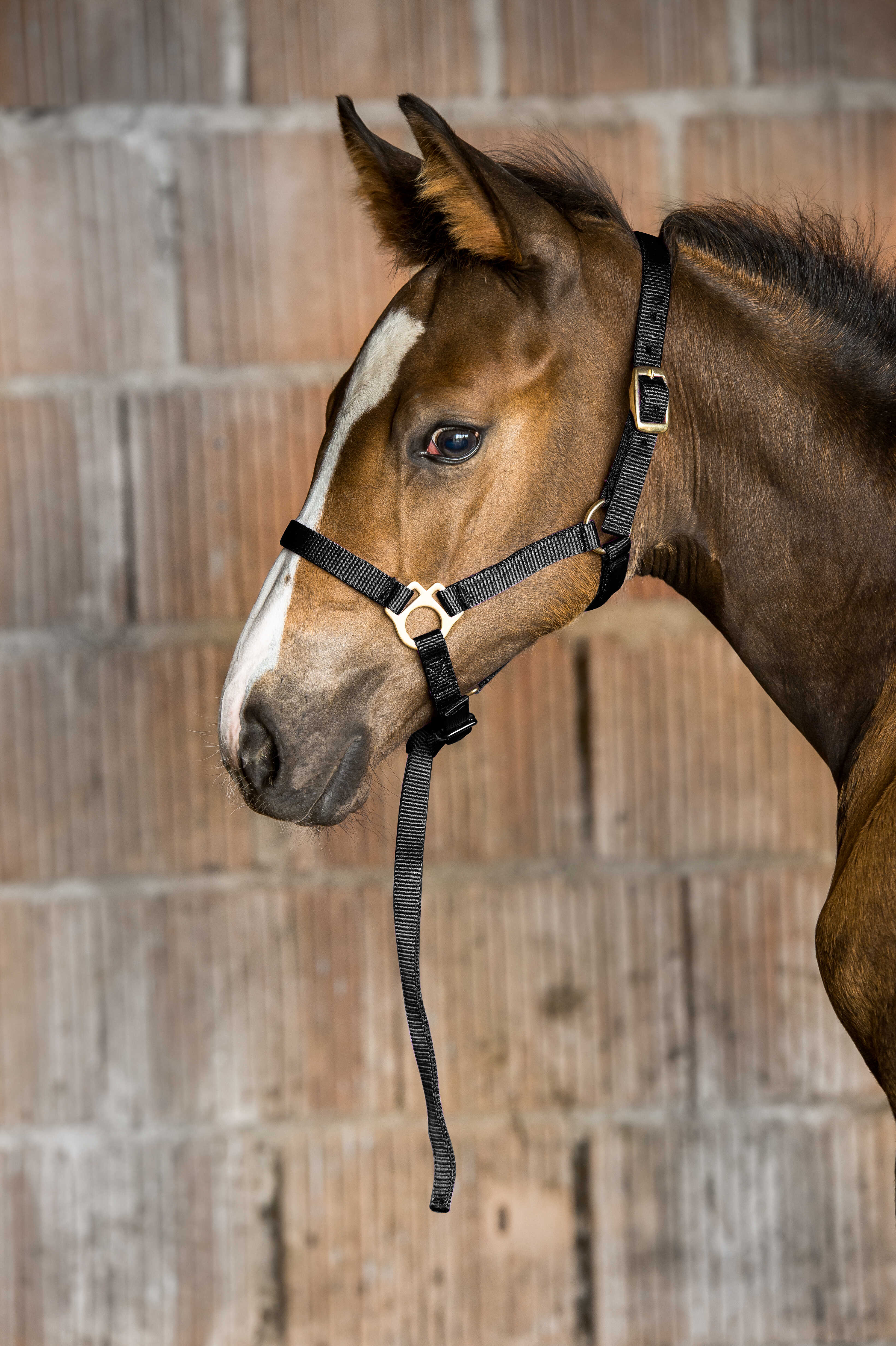 NORTON Foal Headcollar + Lead Rope