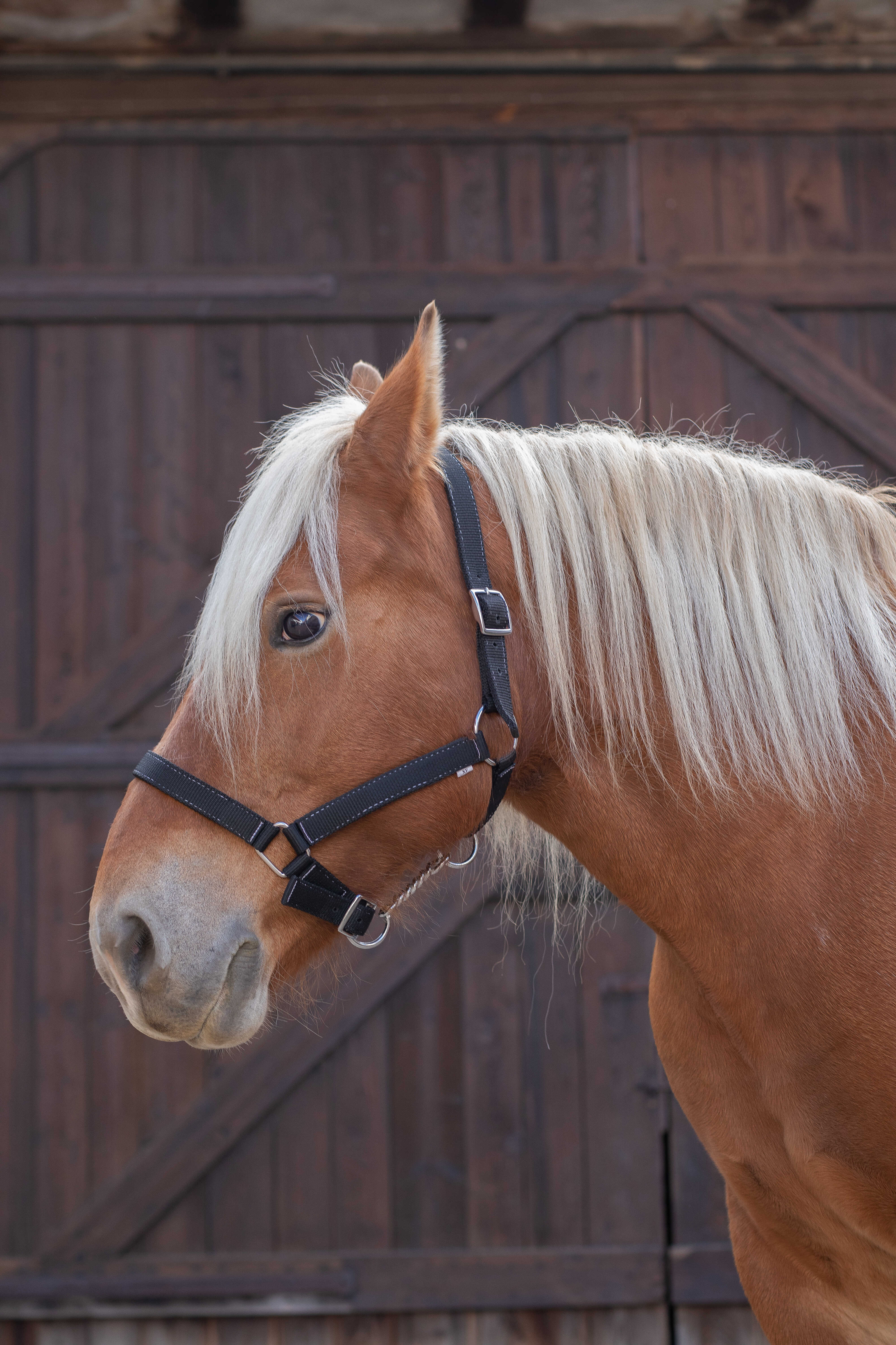 NORTON Headcollar for Draught Horse