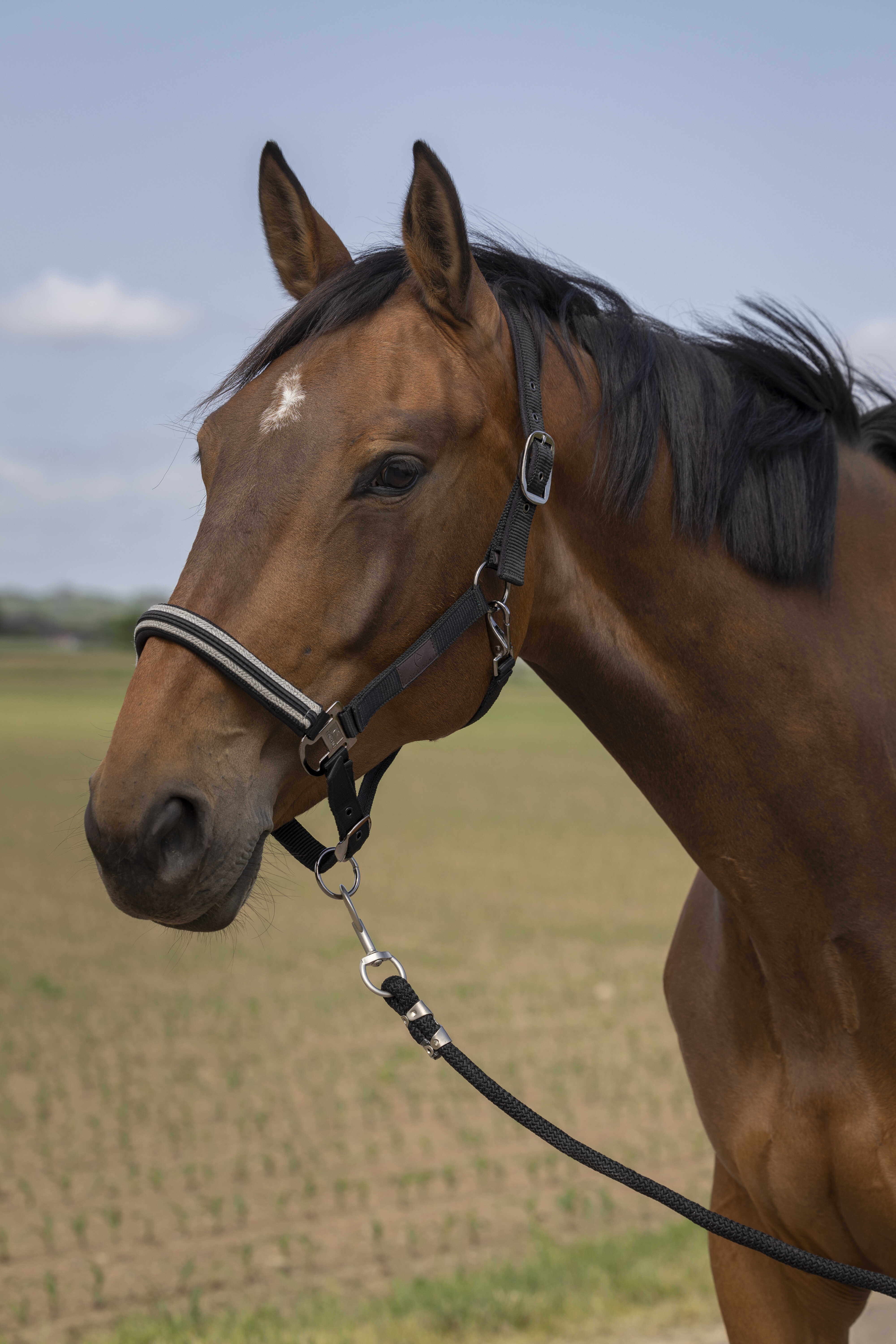 EQUITHÃˆME - Nylon Chevron - Halter