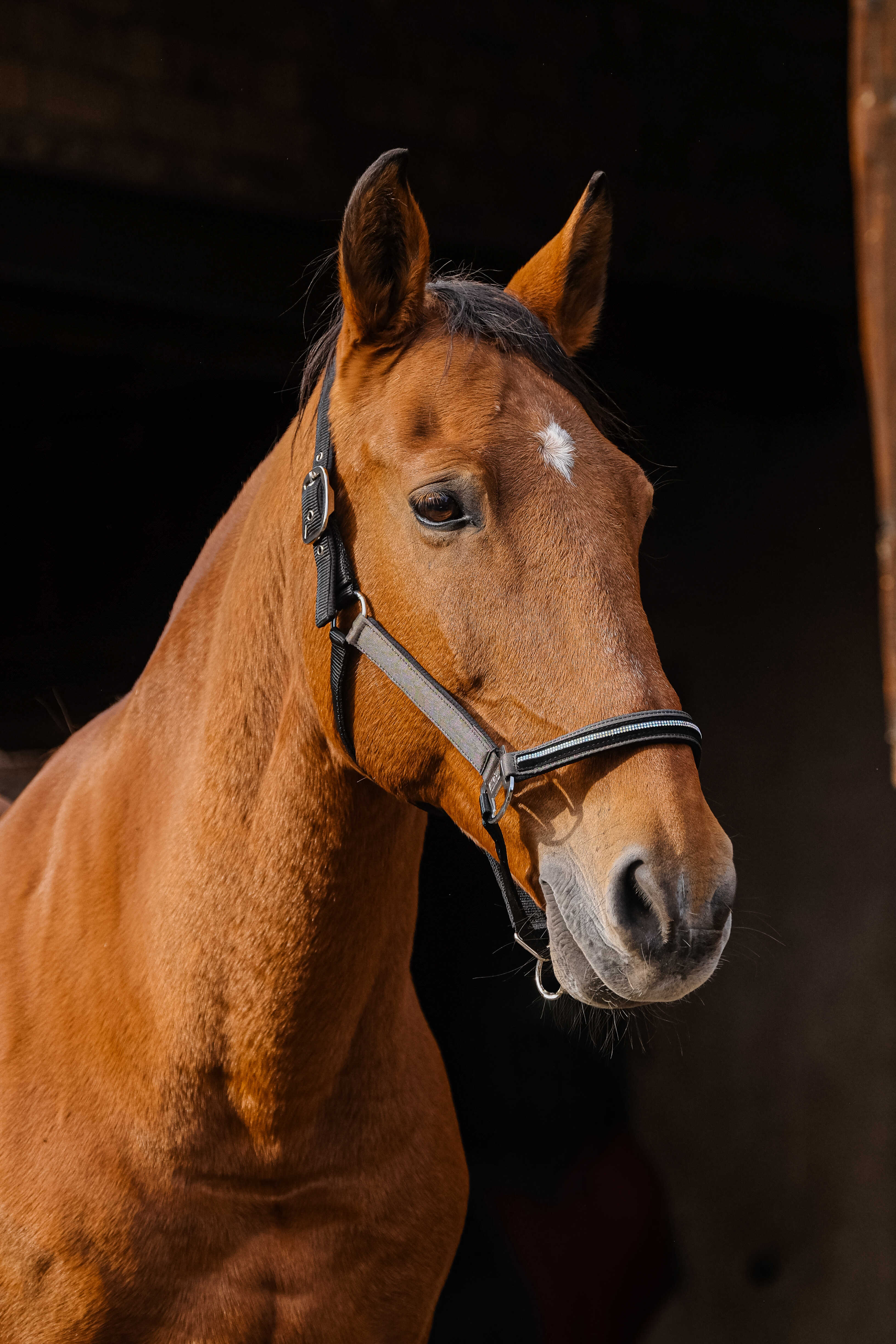EQUITHEME - Domino - Nylon Halter