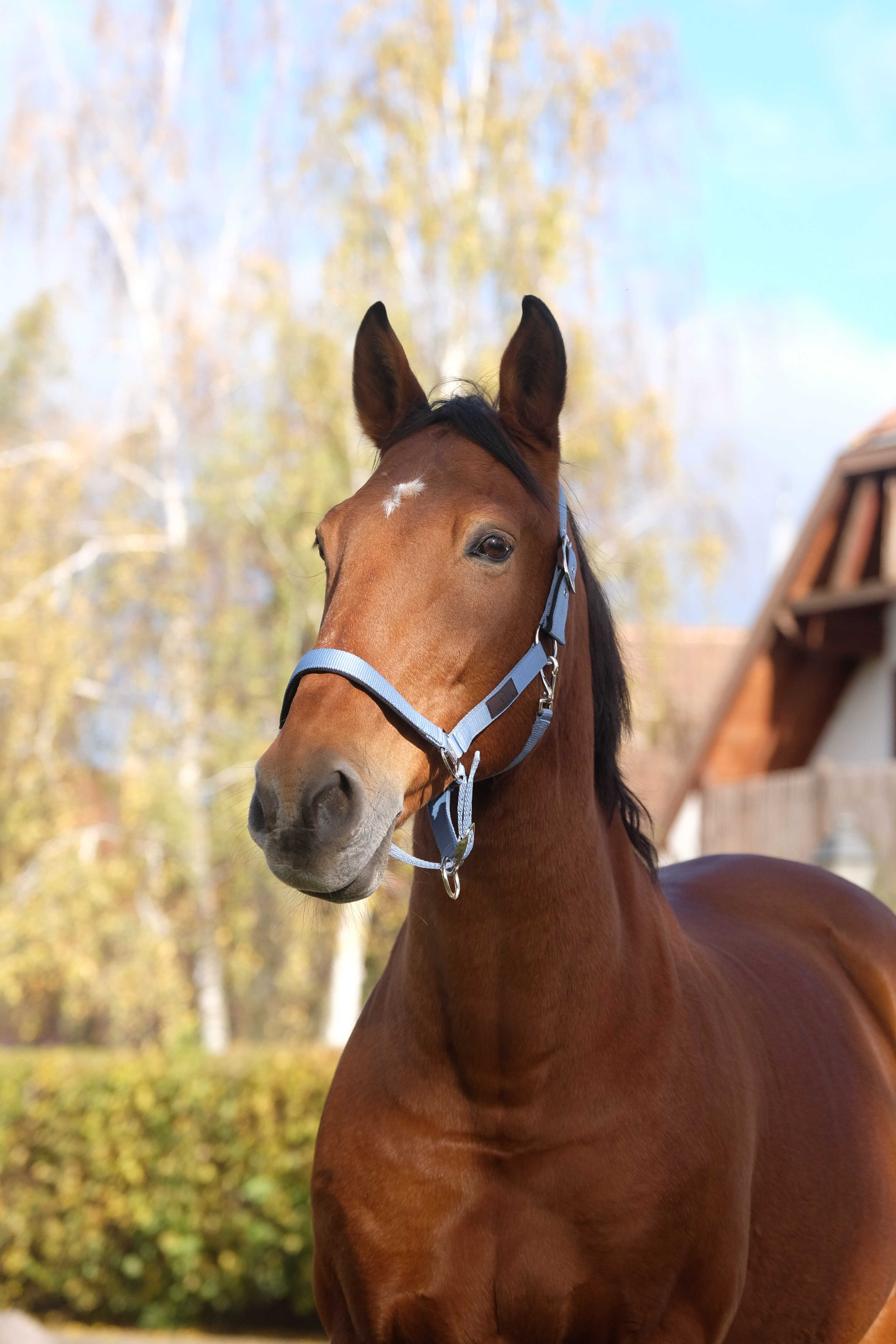 EQUITHEME - Spring -  Nylon Halter