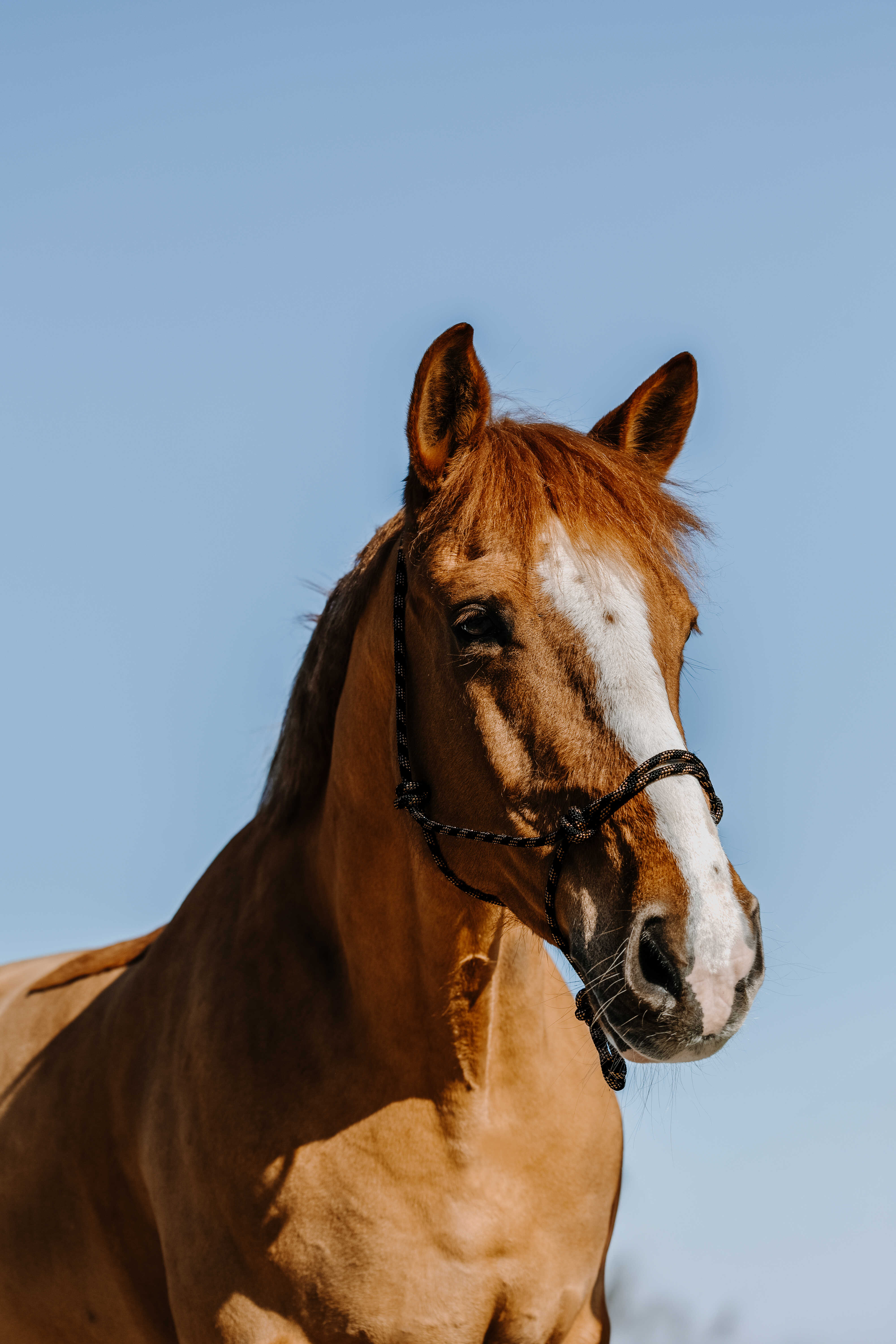 Licol Ã©thologique WESTRIDE - Western