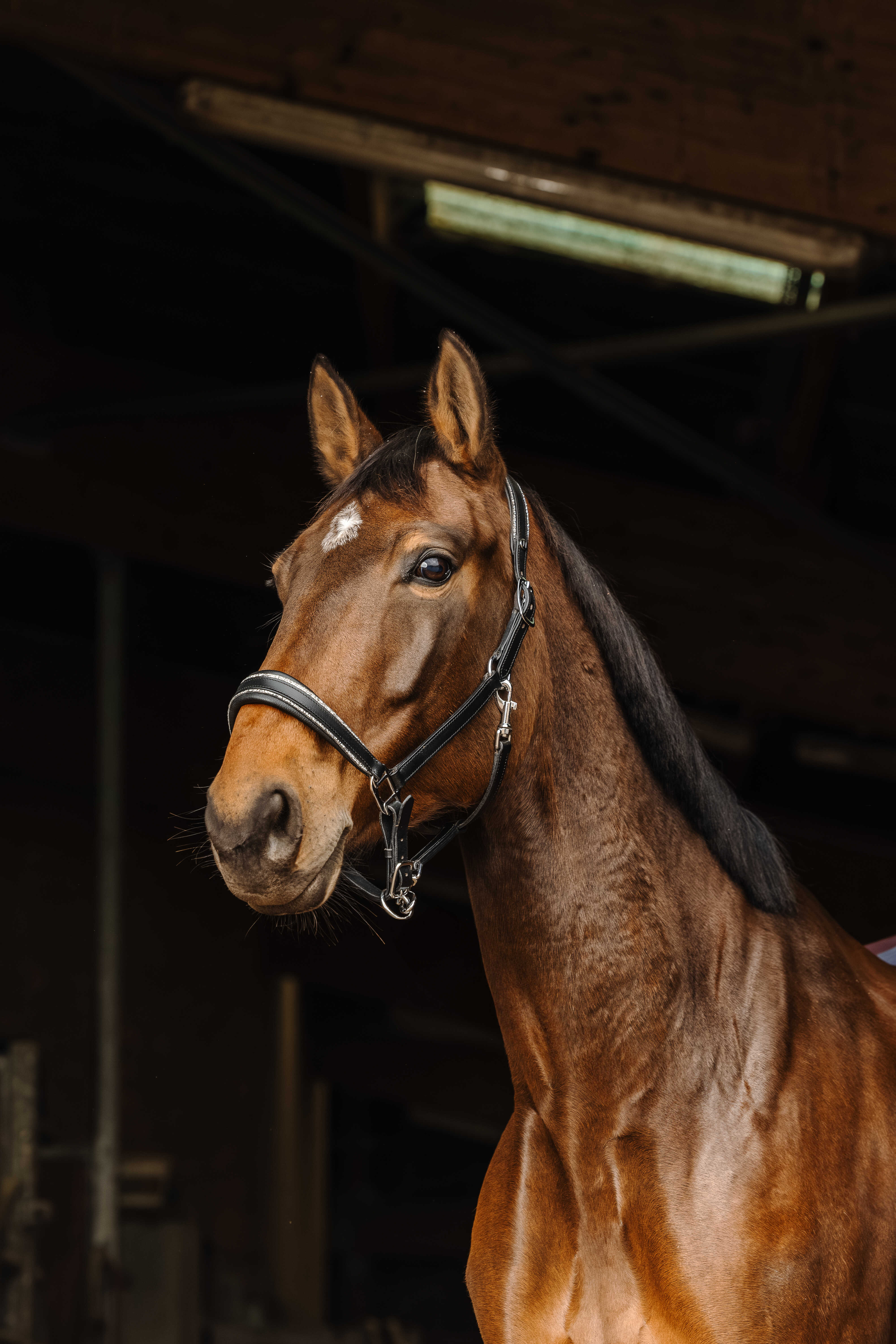 NORTON - Rock - leather halter